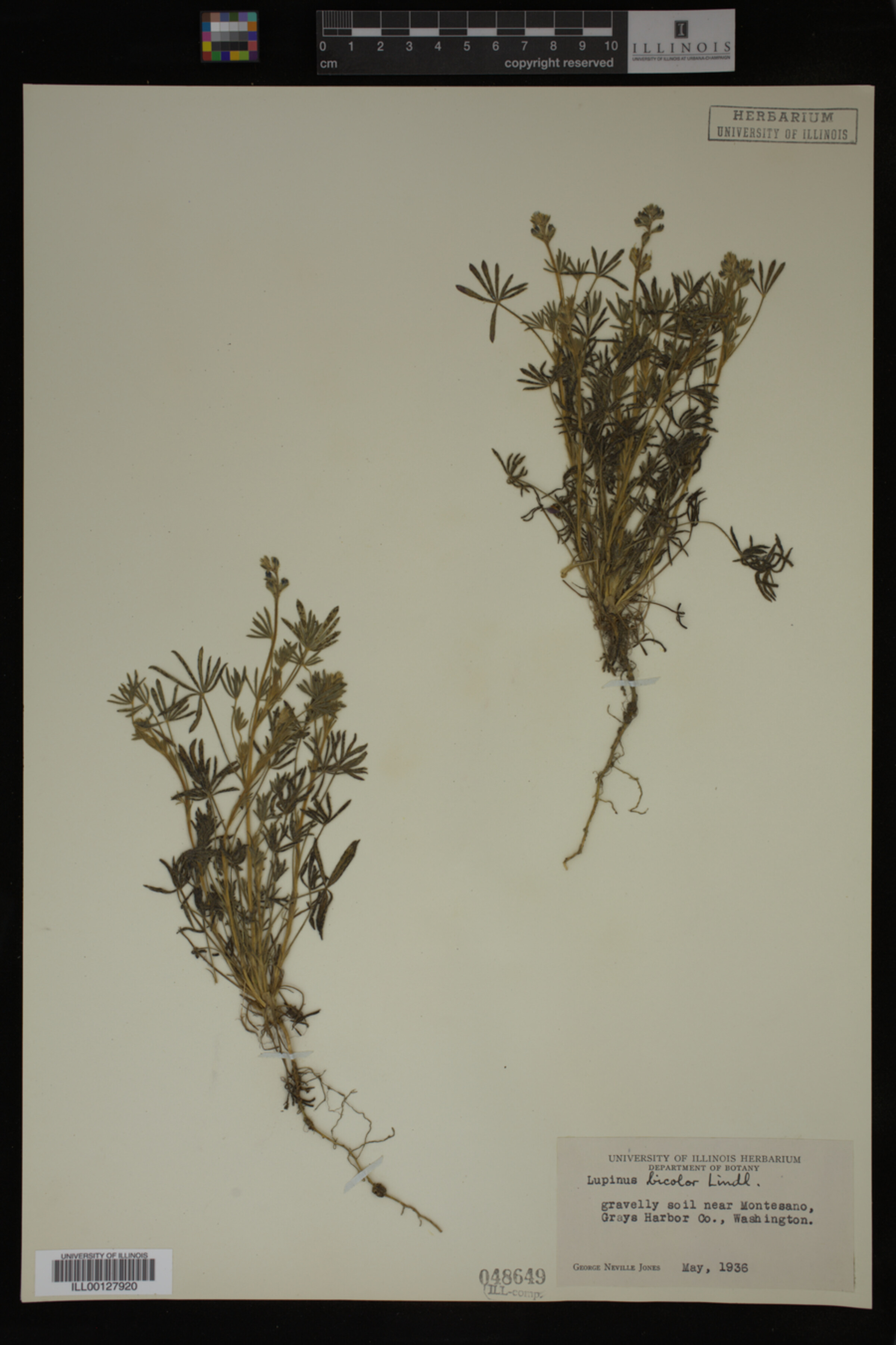 Lupinus bicolor image