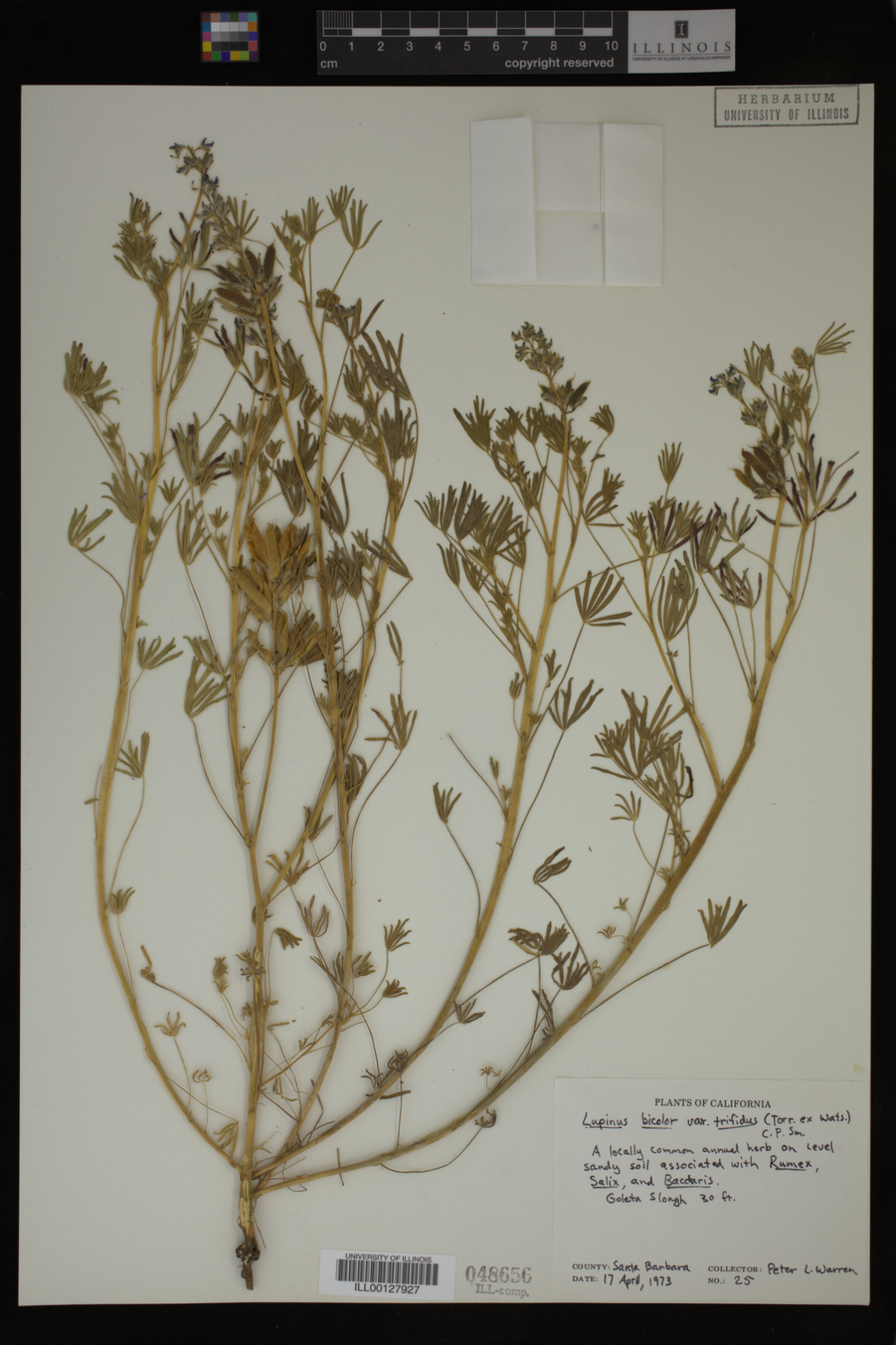 Lupinus bicolor var. trifidus image