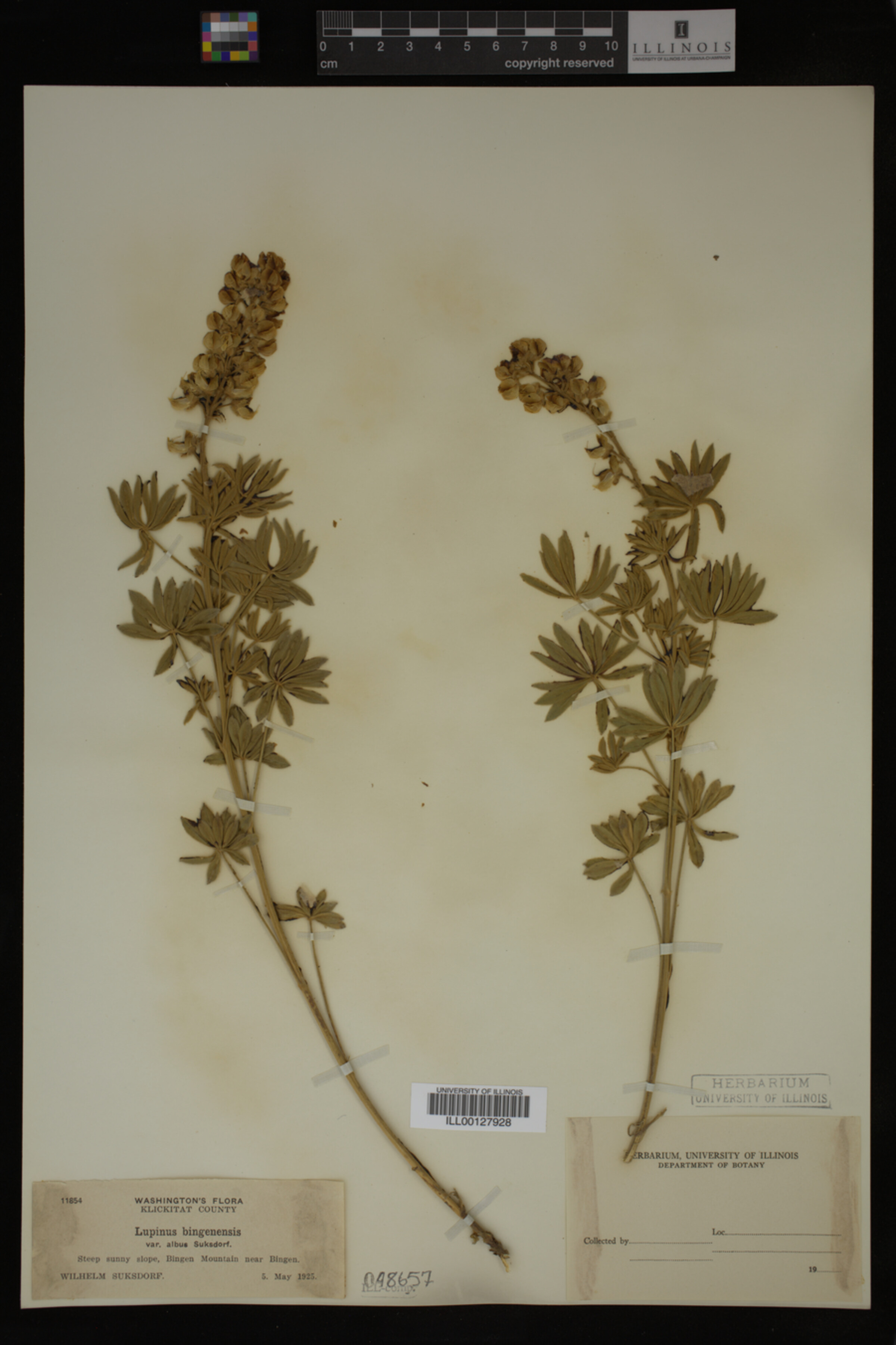 Lupinus bingenensis var. bingenensis image