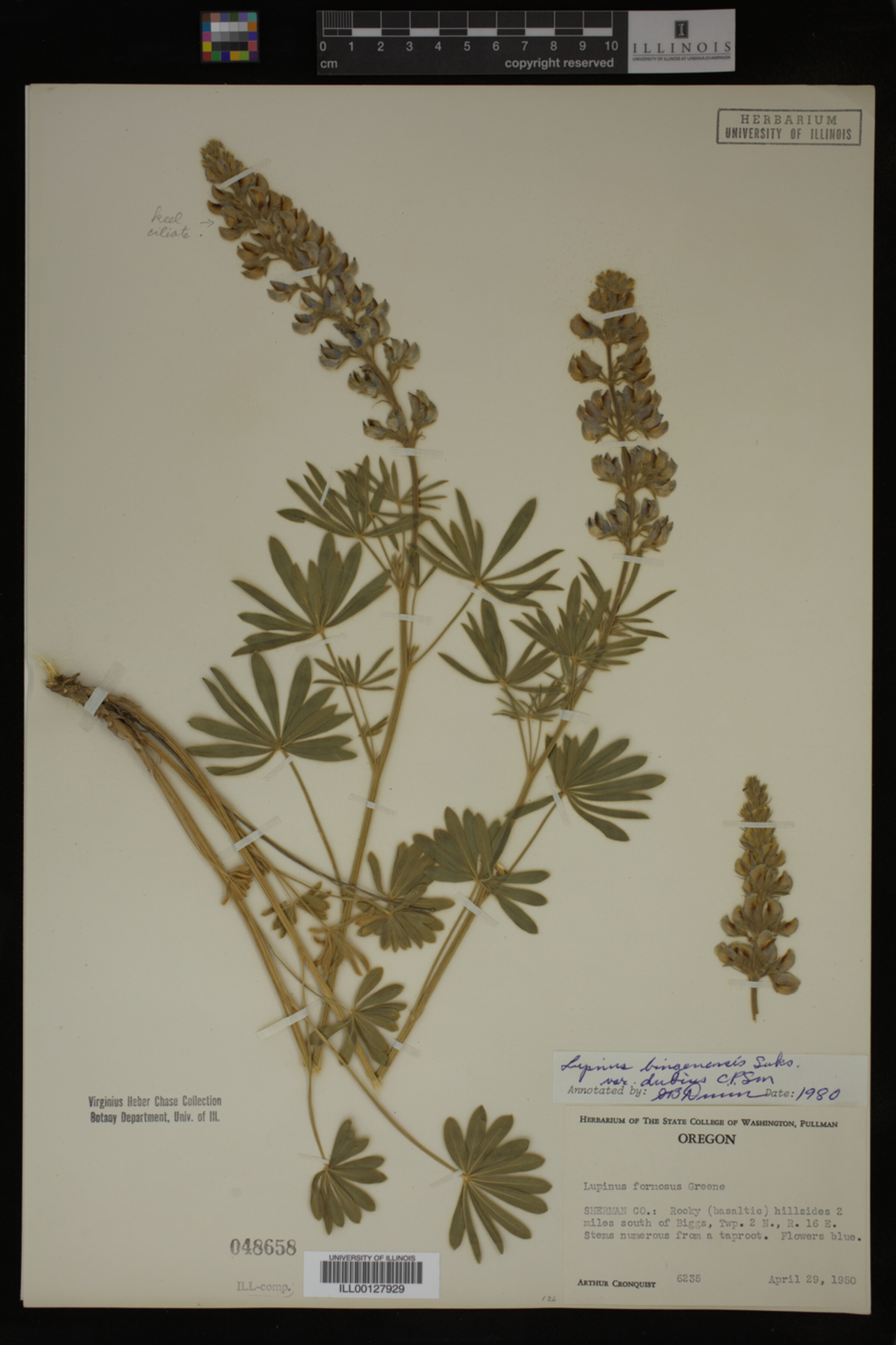 Lupinus bingenensis var. dubius image