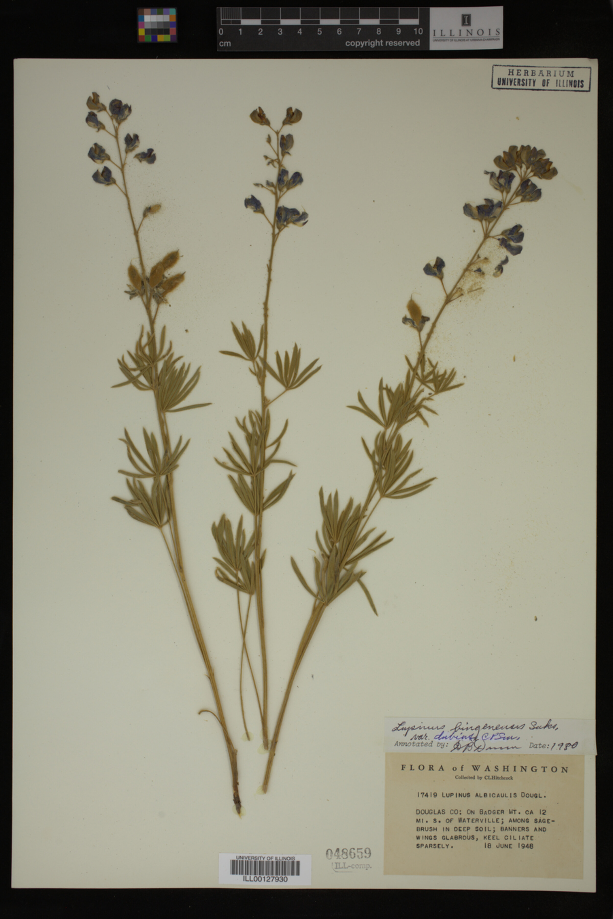 Lupinus bingenensis var. dubius image
