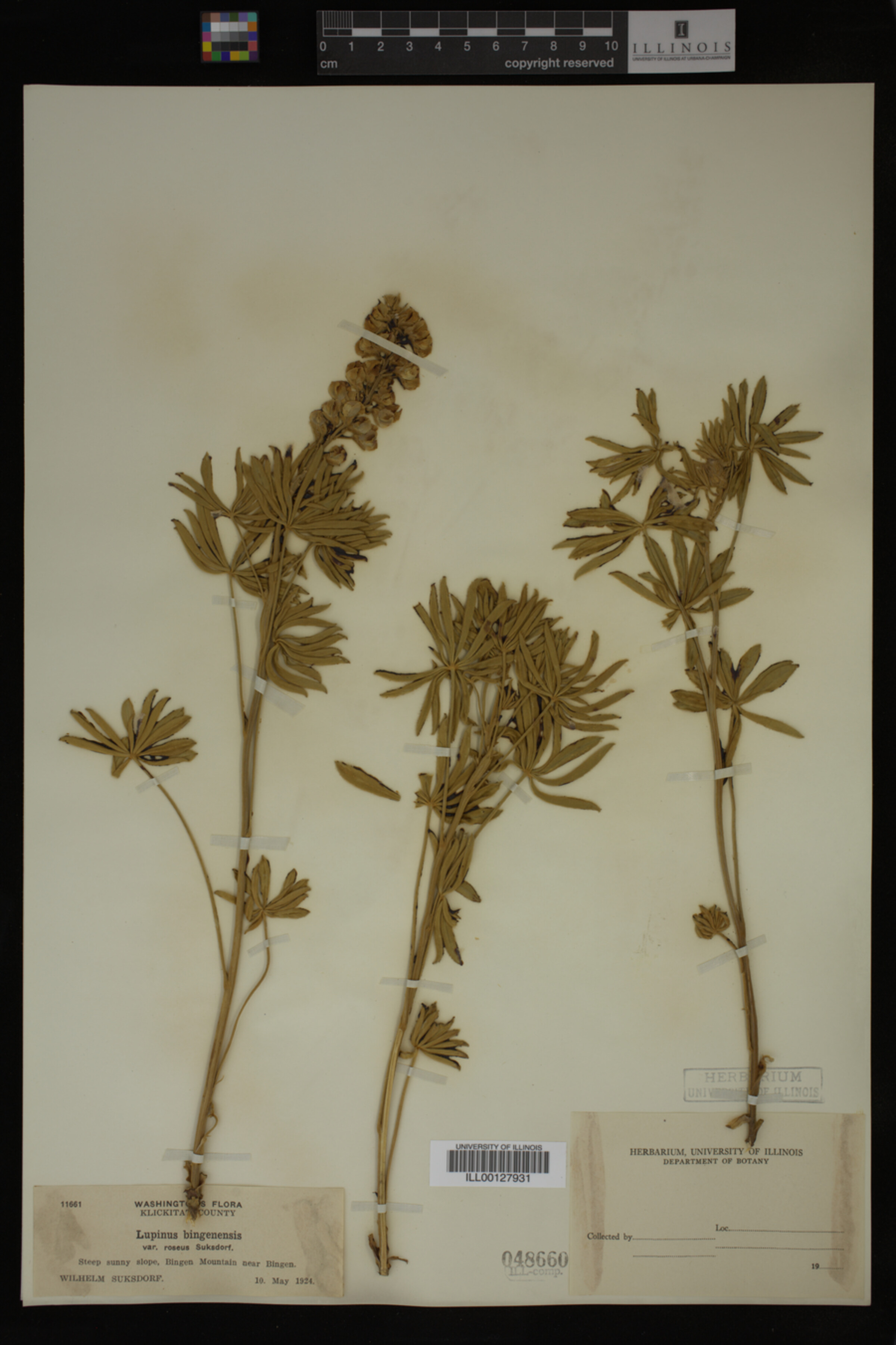 Lupinus bingenensis var. bingenensis image