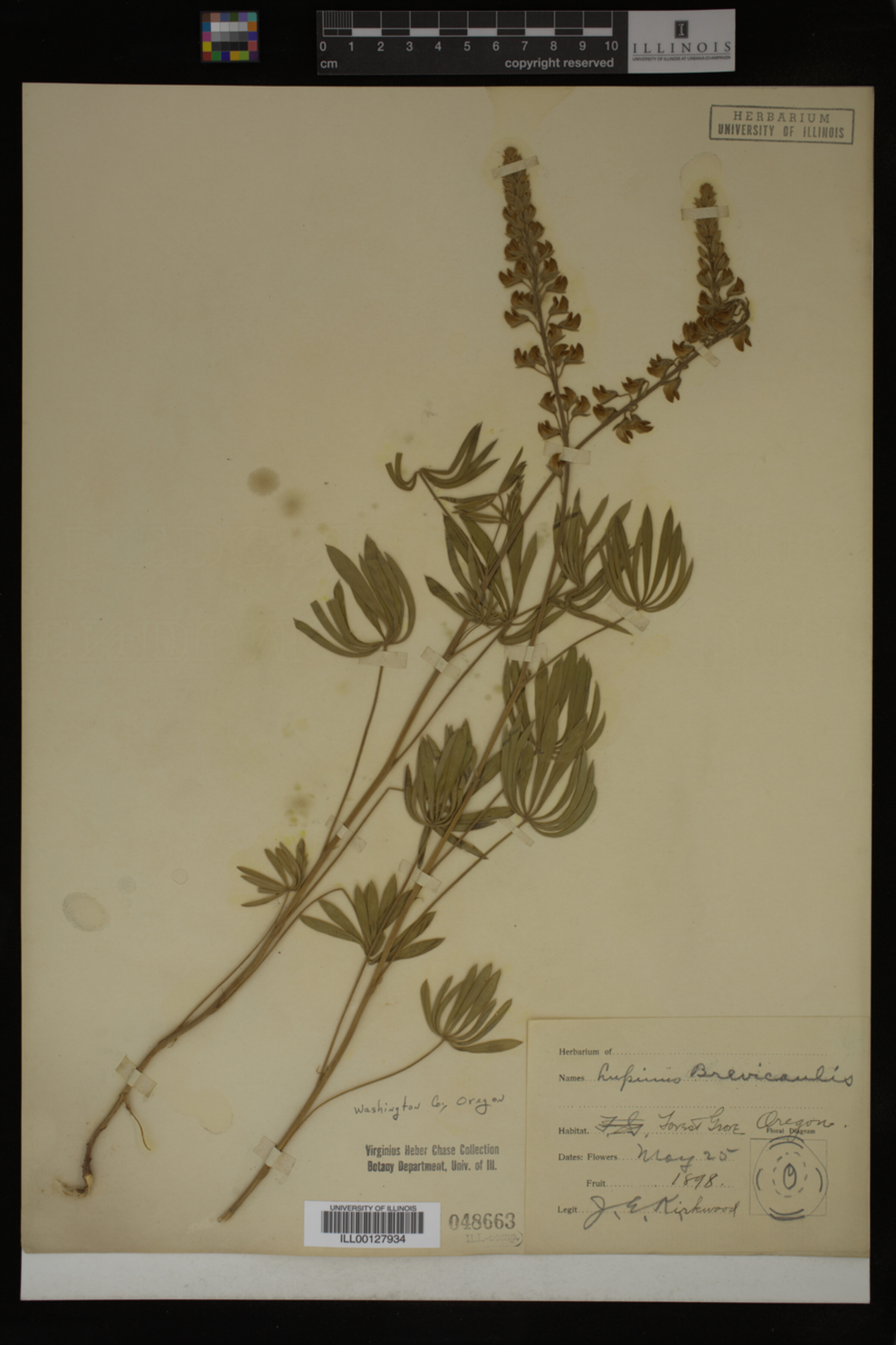 Lupinus brevicaulis image