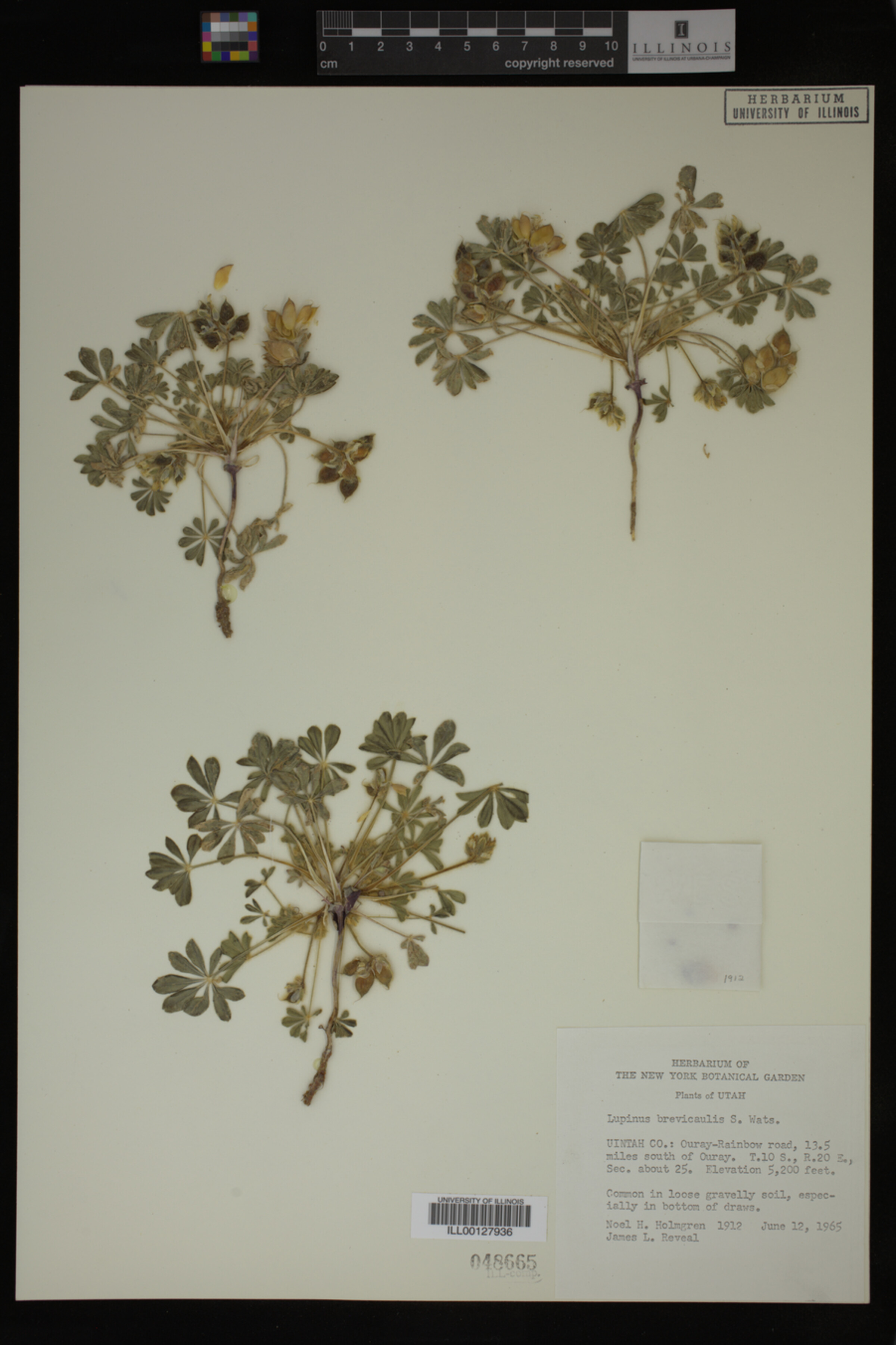 Lupinus brevicaulis image