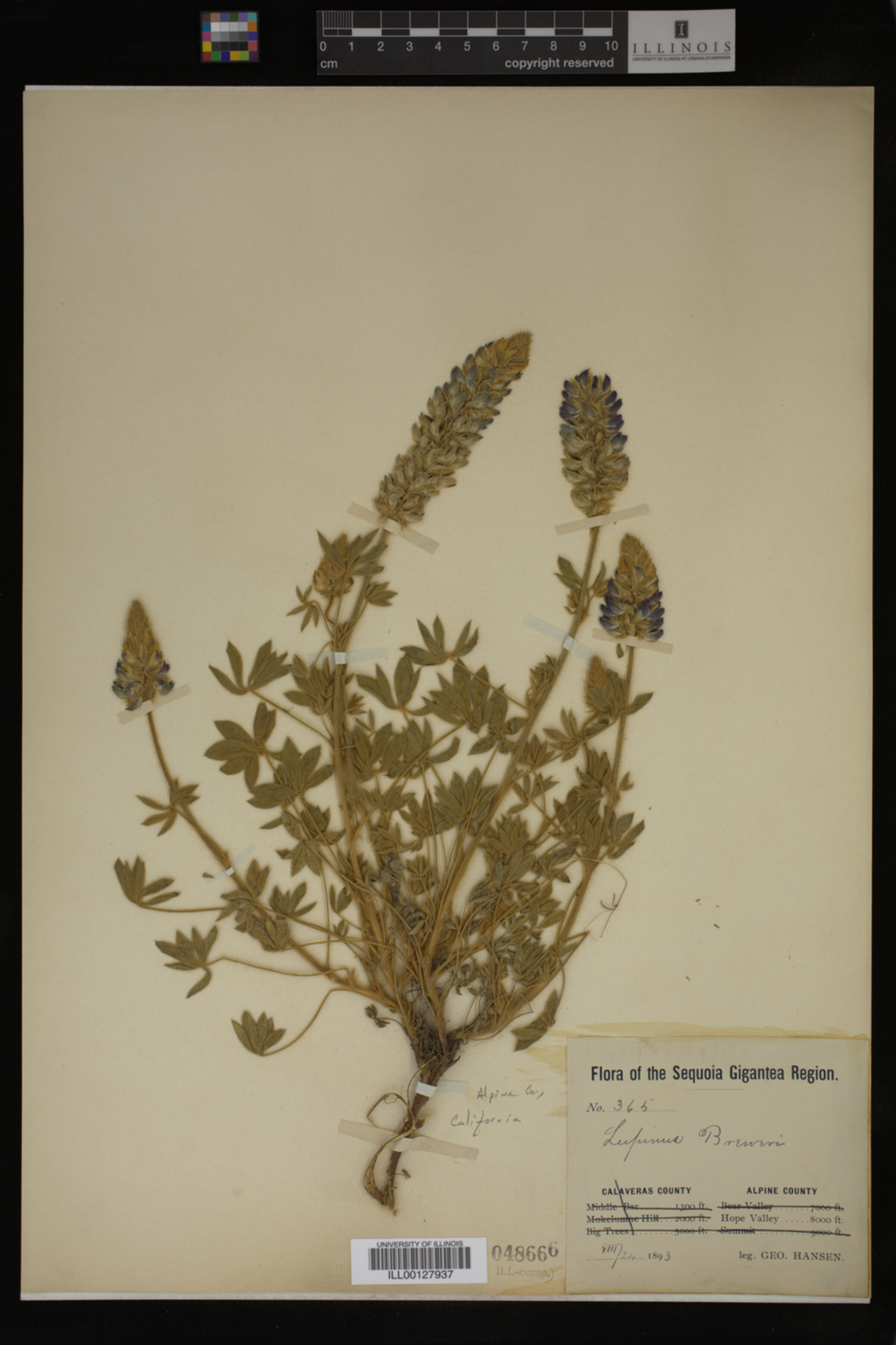 Lupinus breweri image