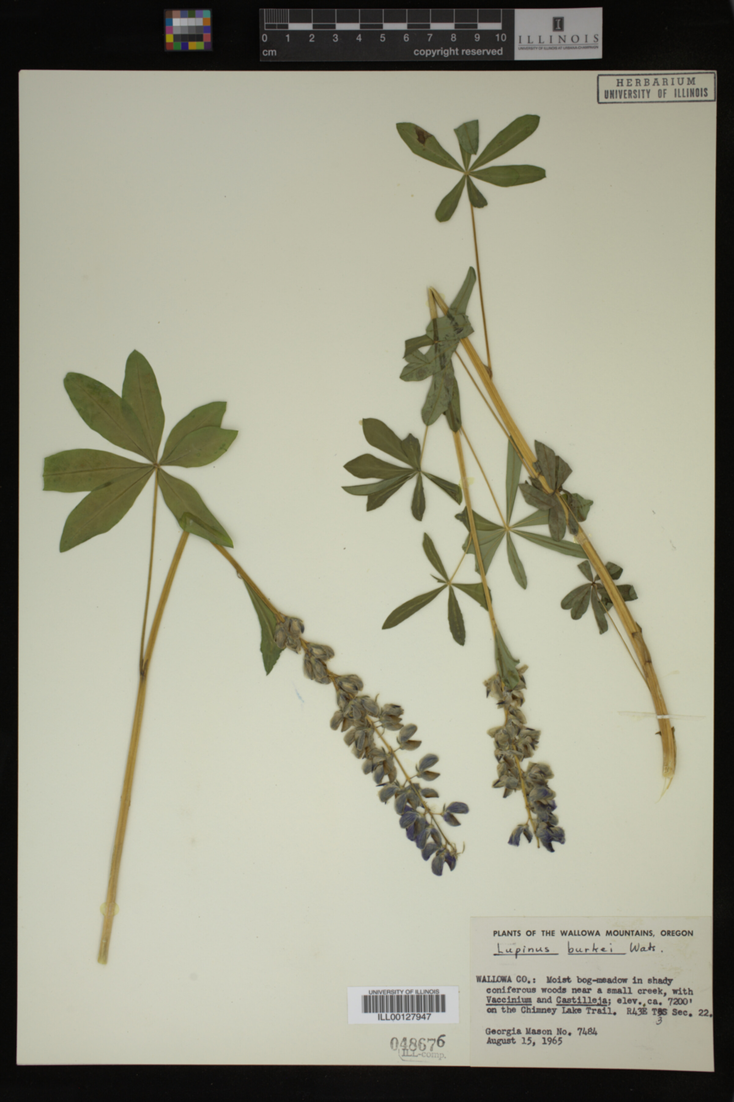 Lupinus burkei image