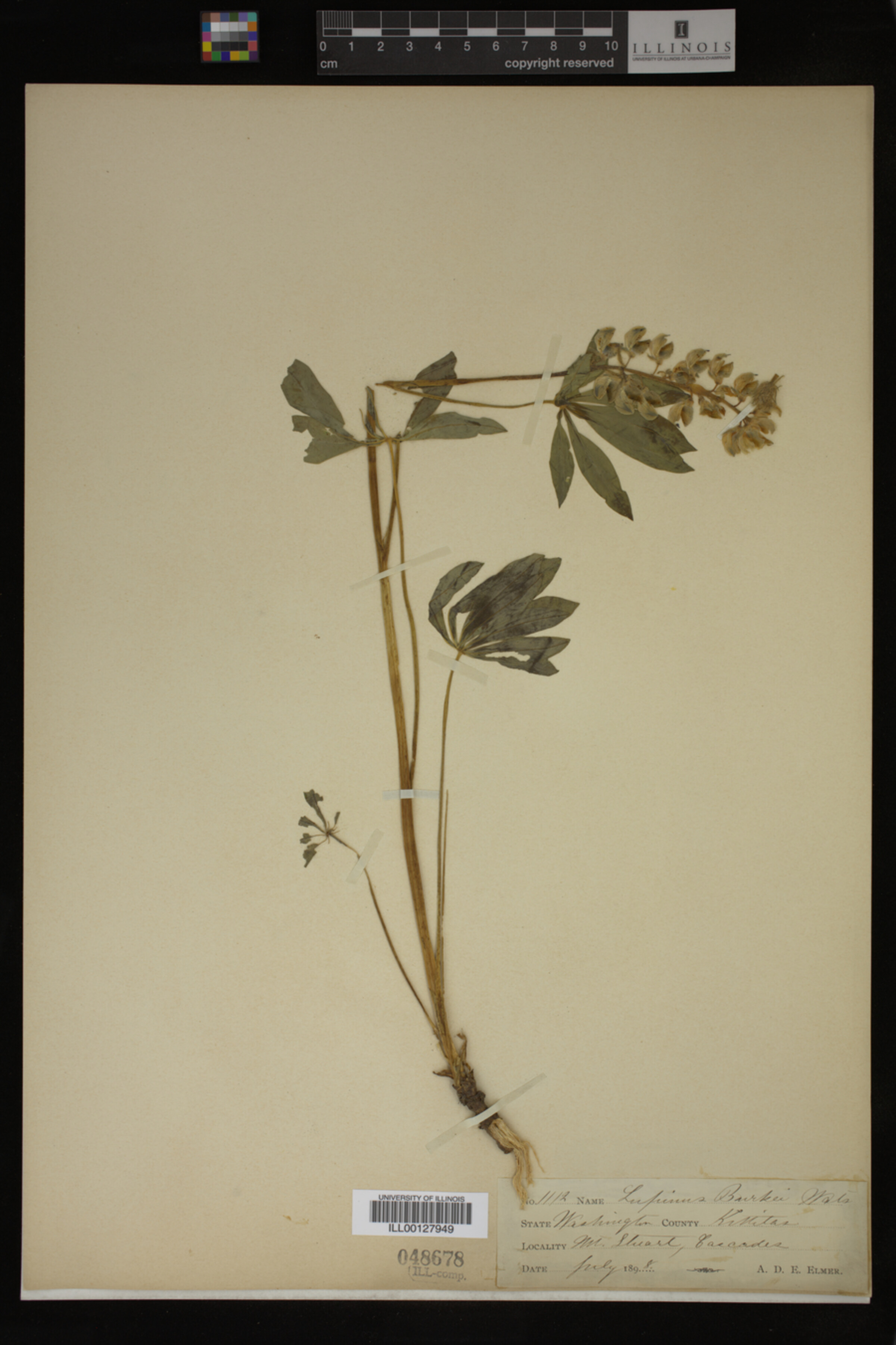 Lupinus burkei image
