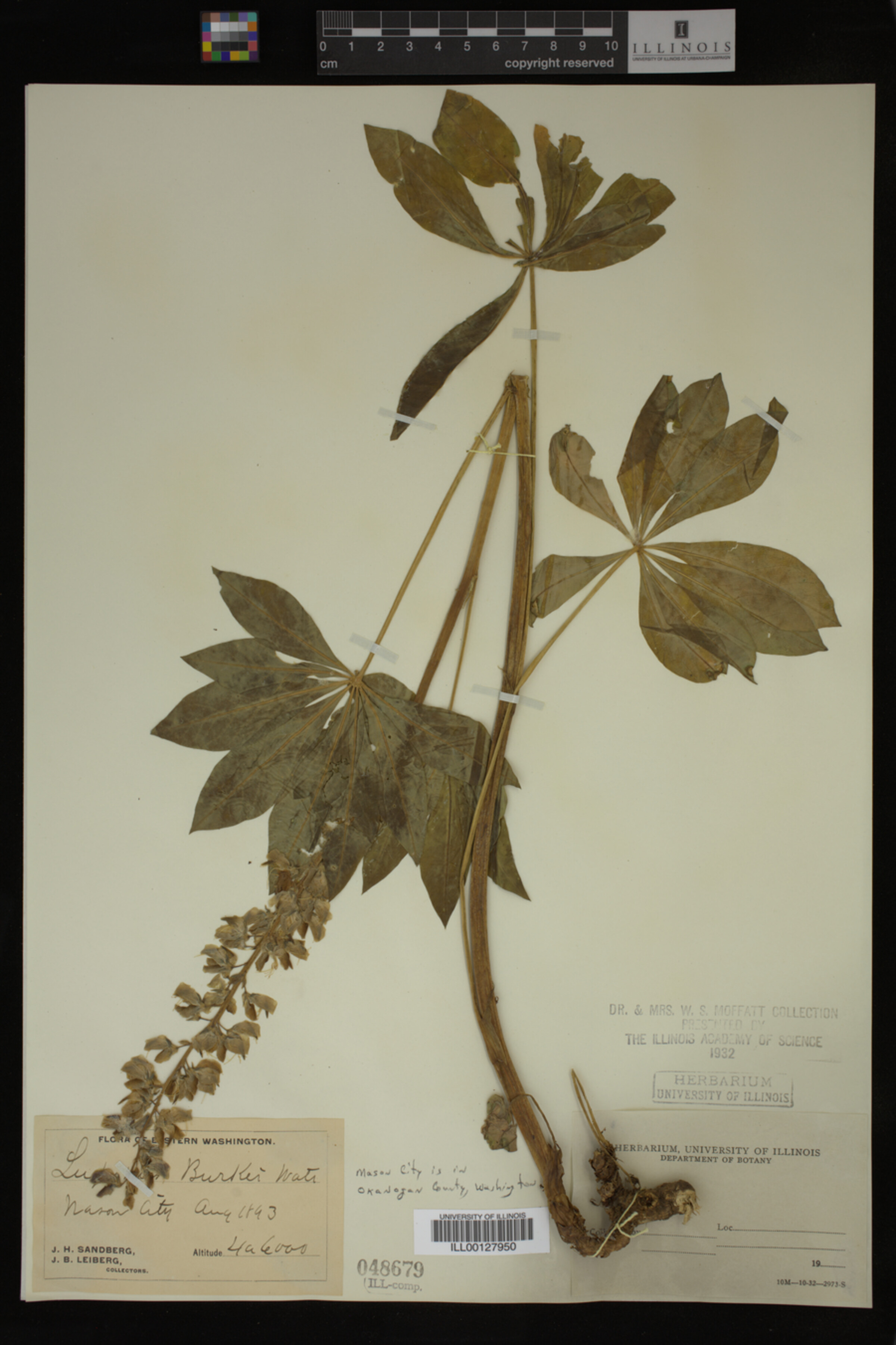 Lupinus burkei image