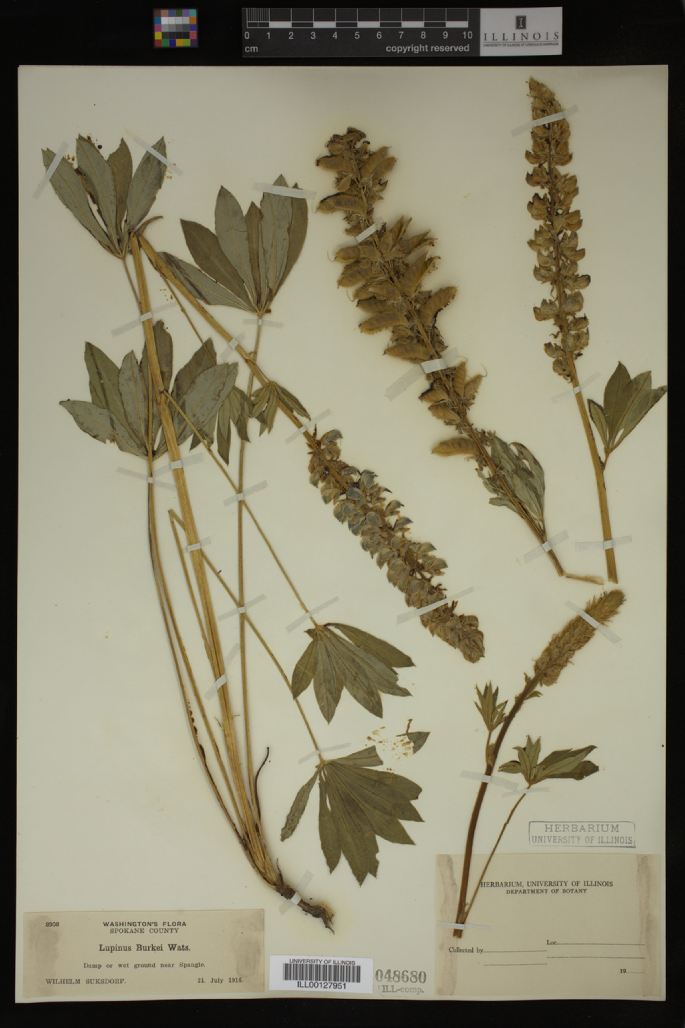 Lupinus burkei image