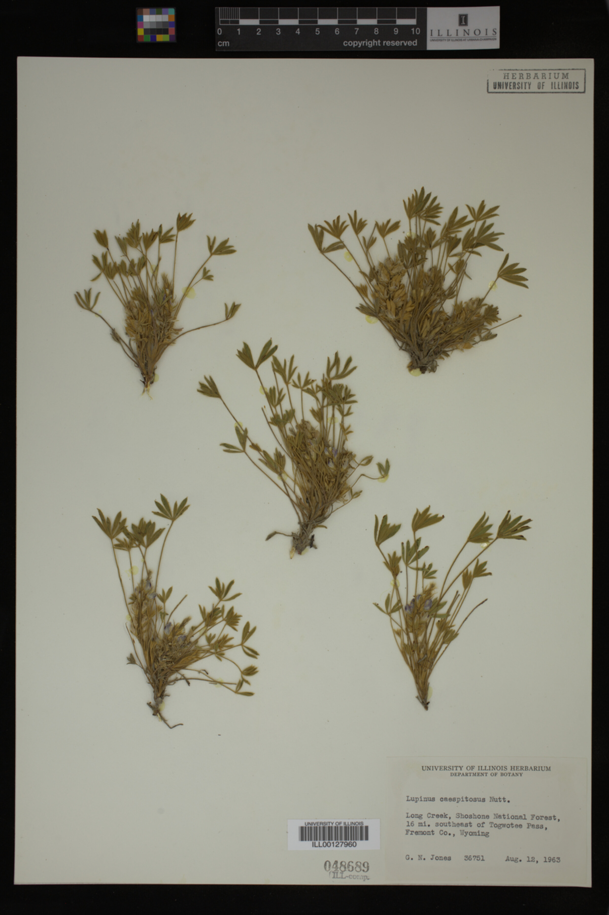 Lupinus caespitosus image