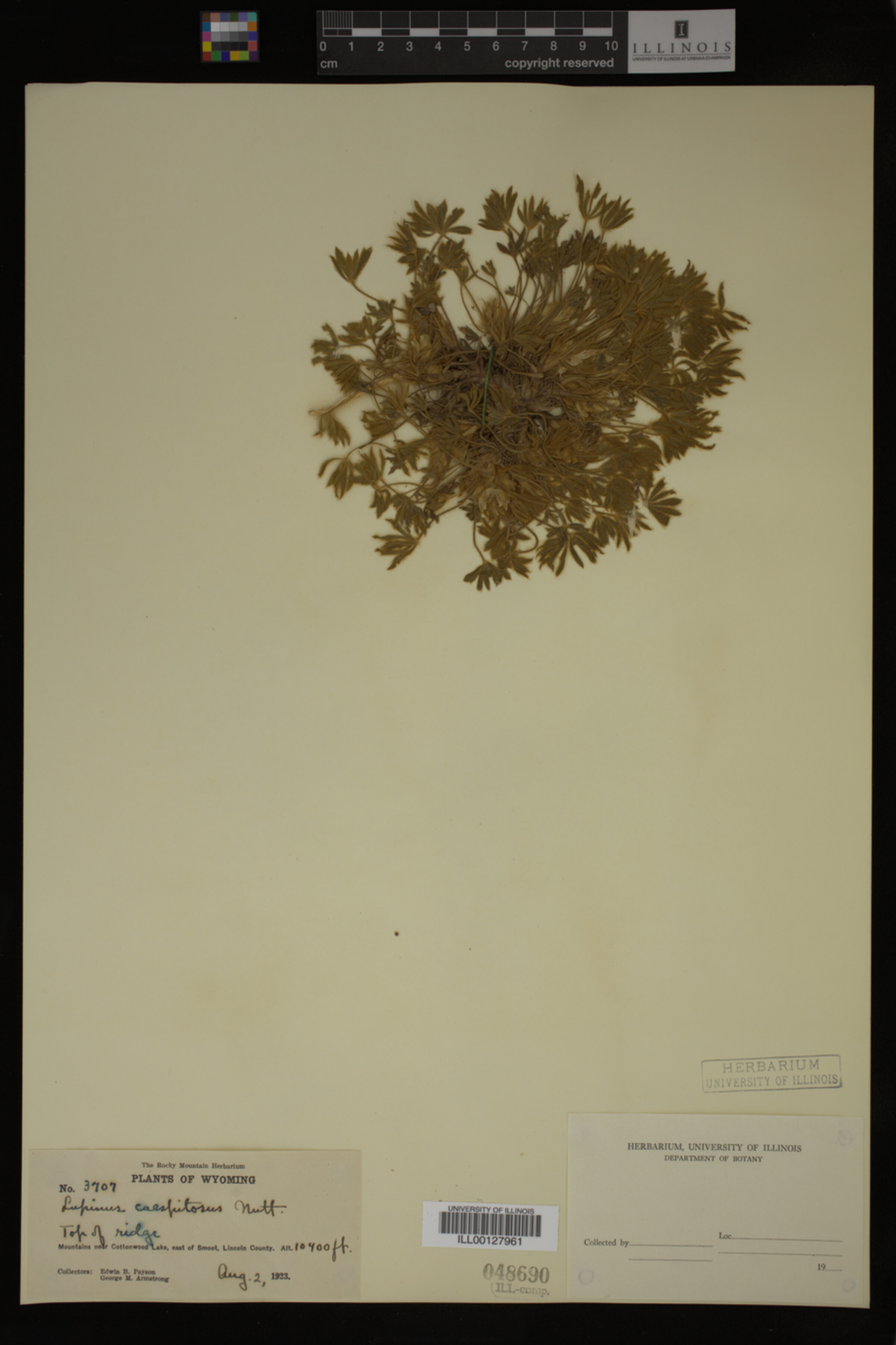 Lupinus caespitosus image