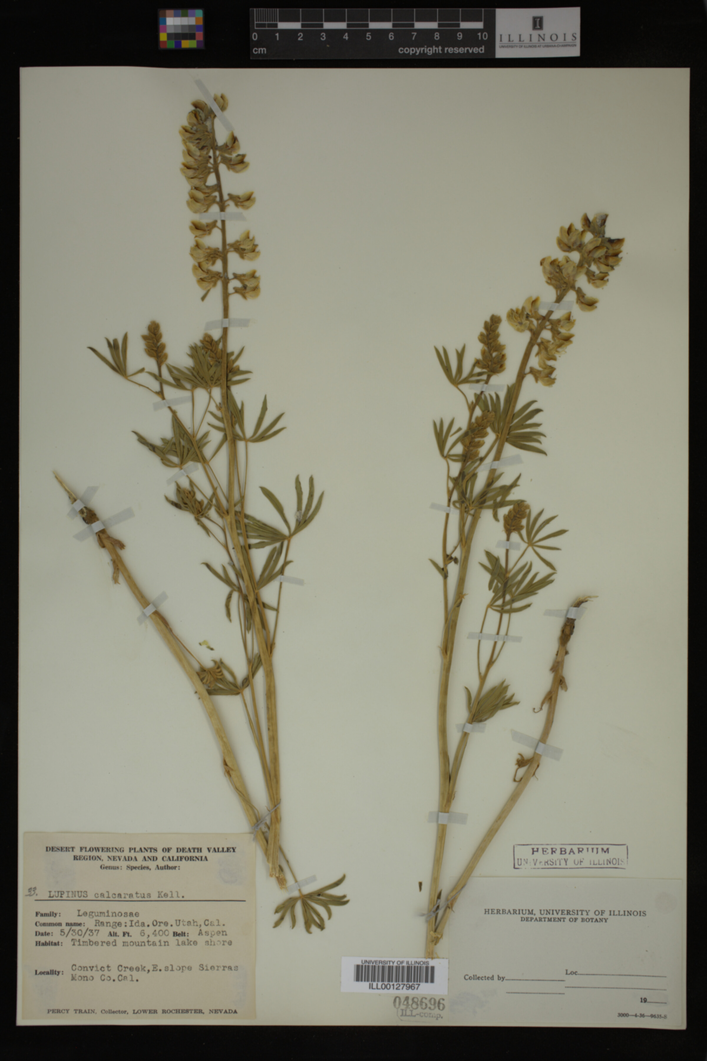 Lupinus calcaratus image