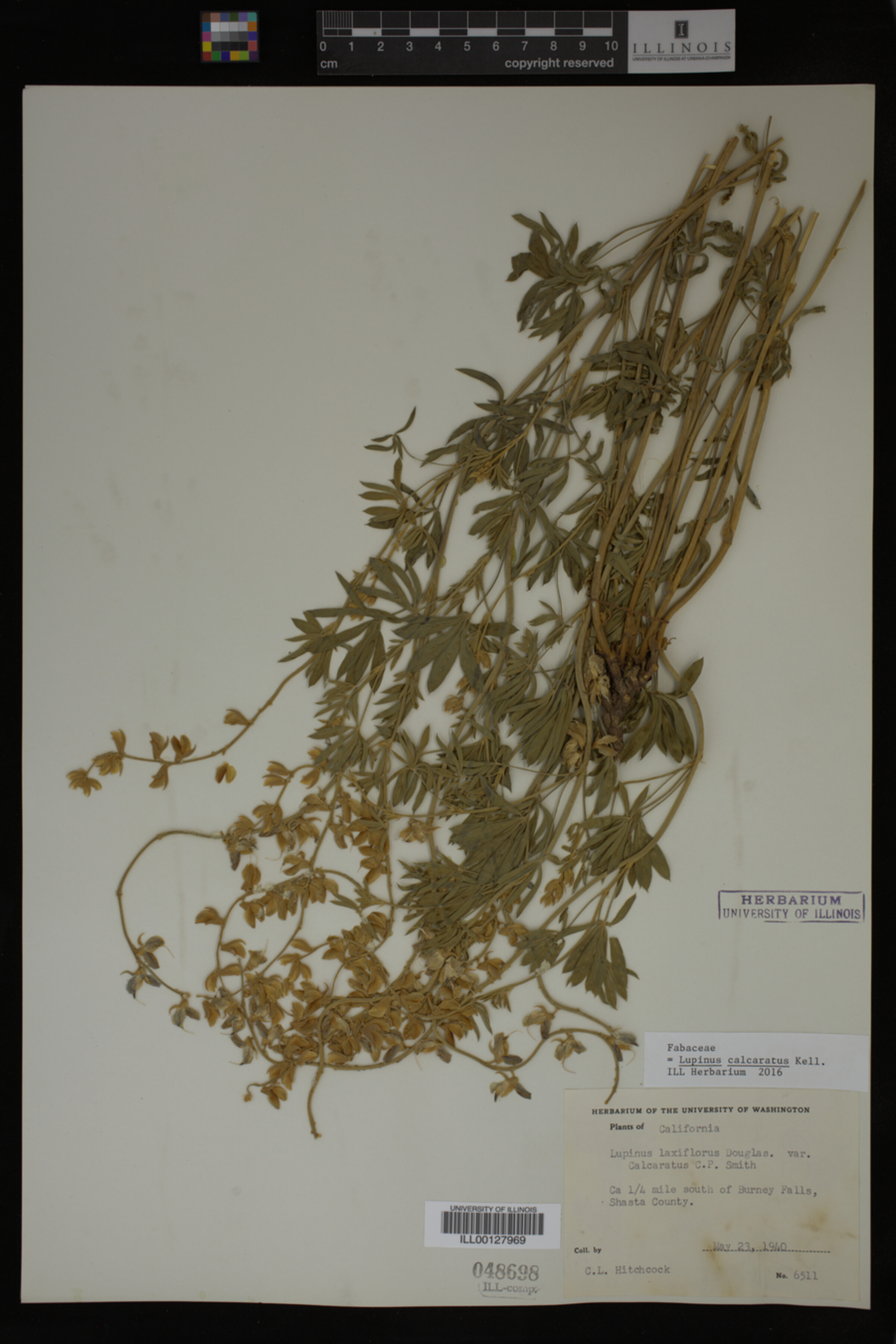 Lupinus calcaratus image