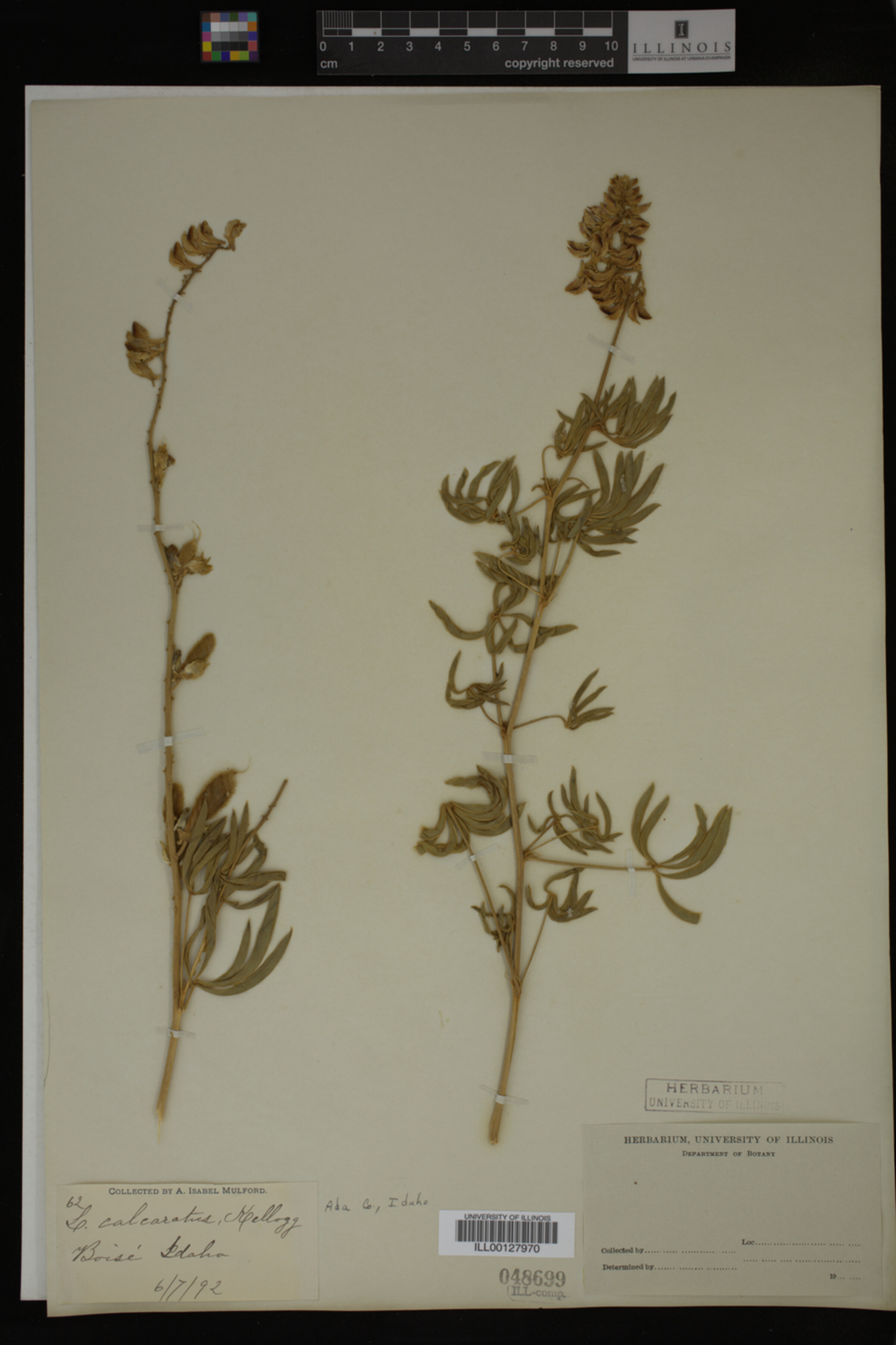 Lupinus calcaratus image