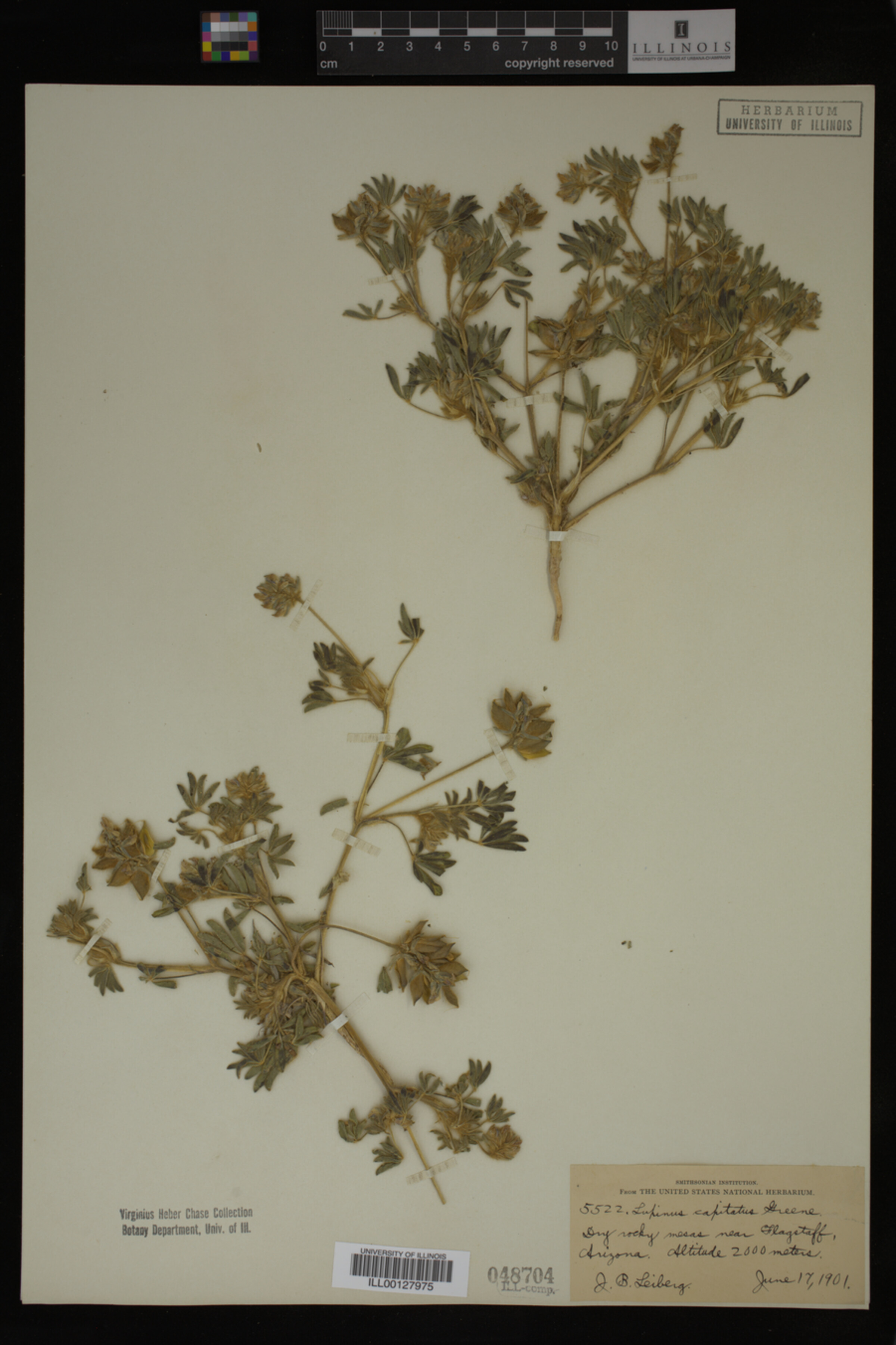 Lupinus capitatus image