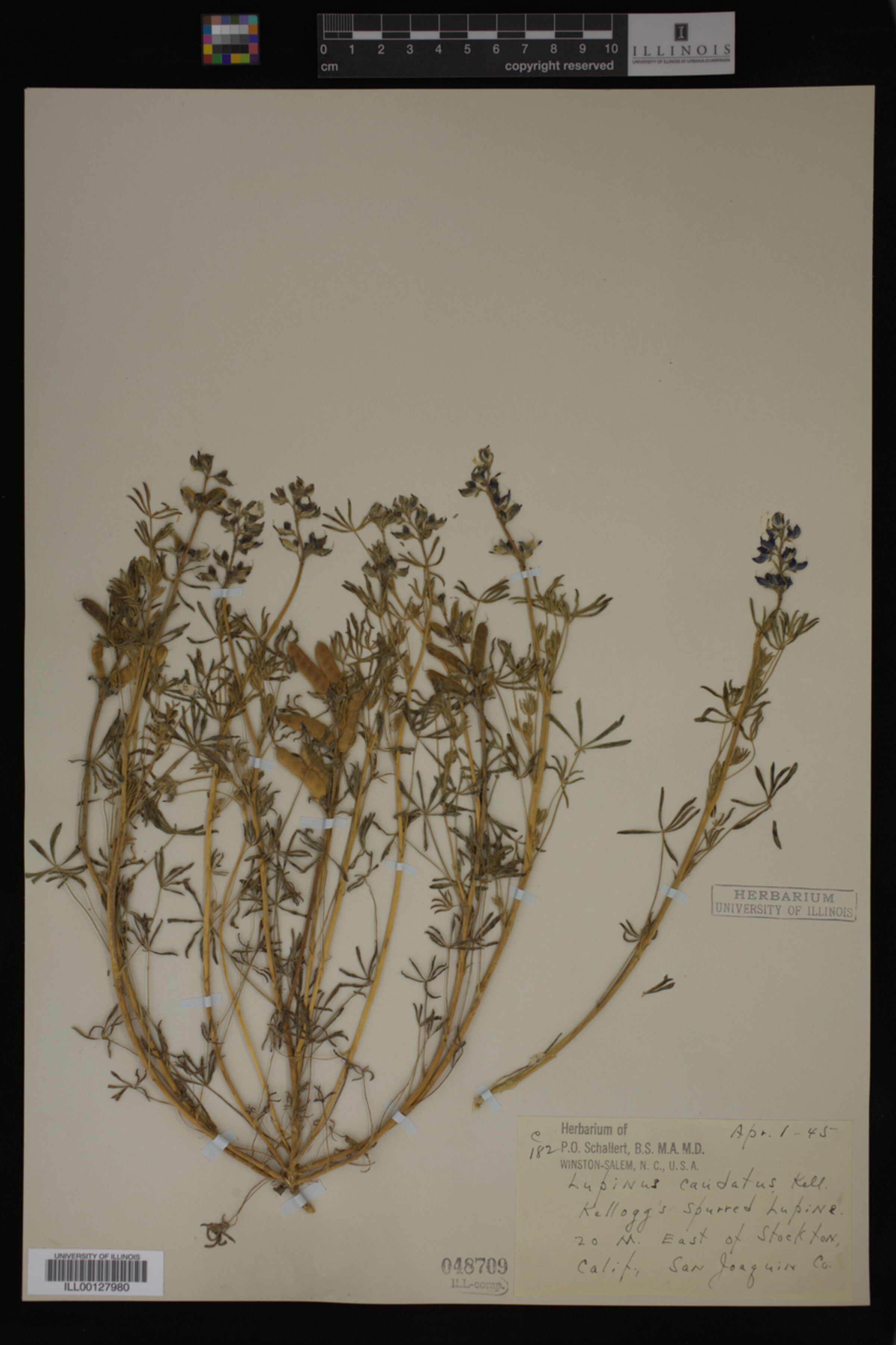 Lupinus caudatus image
