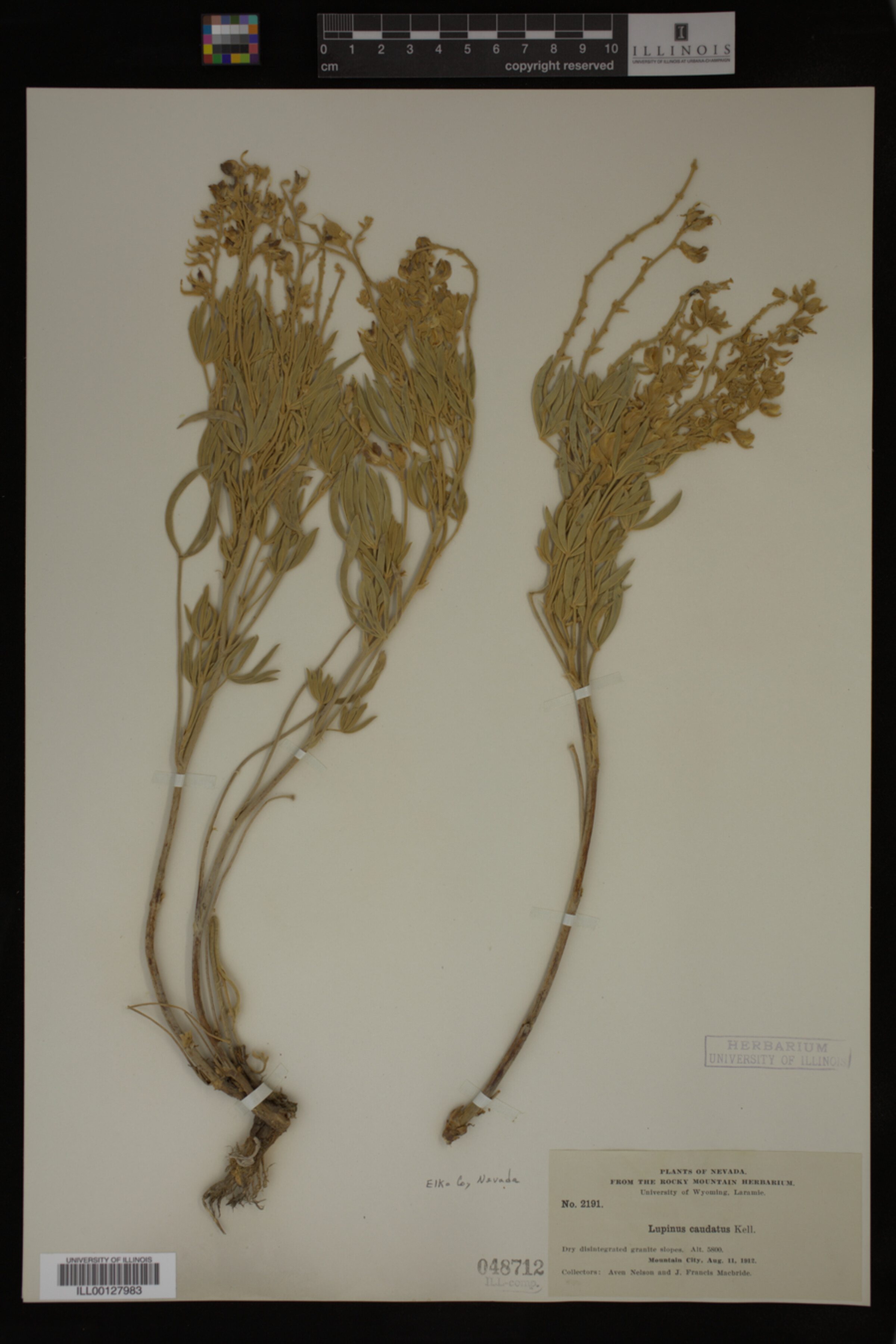 Lupinus caudatus image
