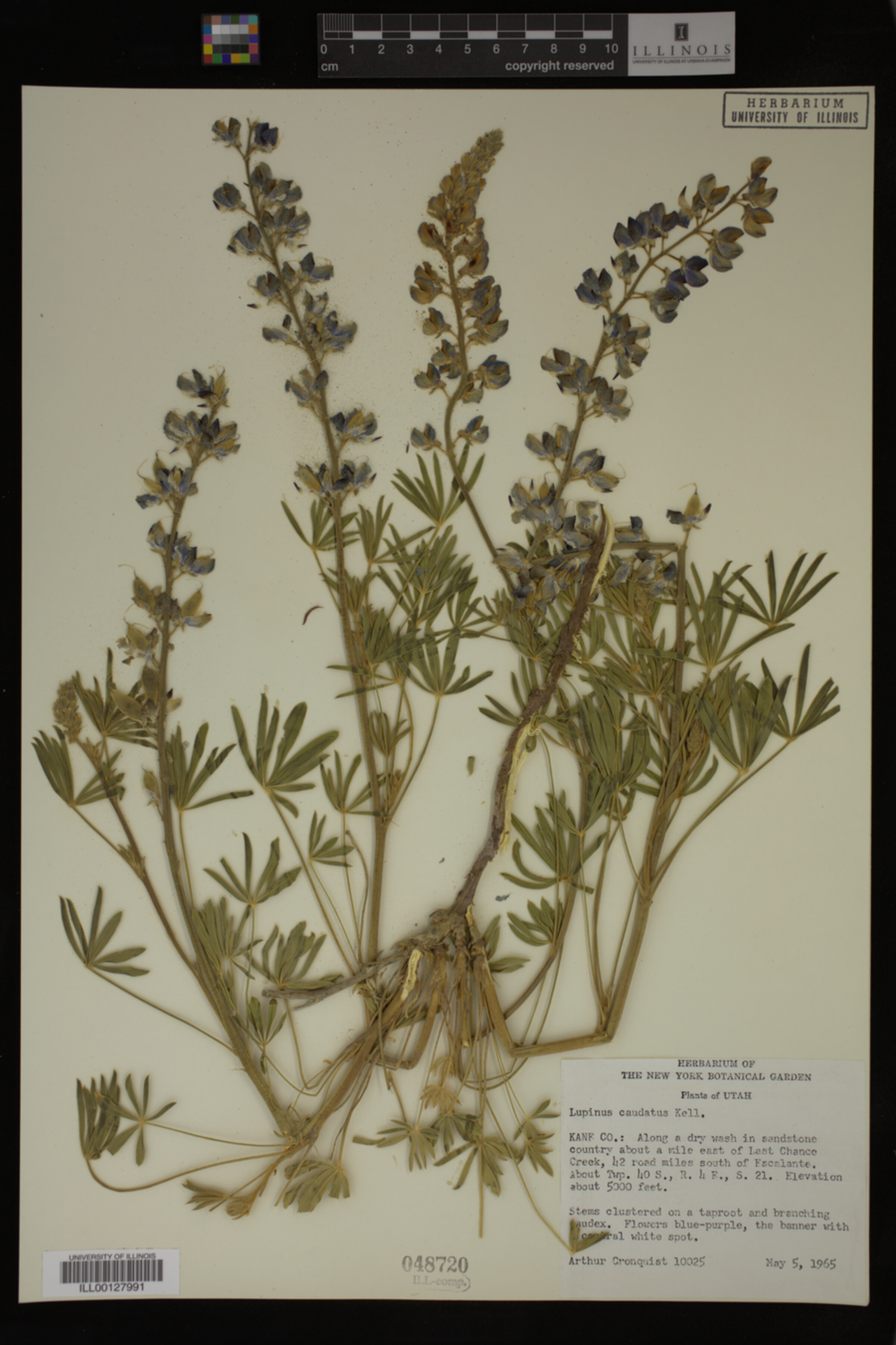 Lupinus caudatus image