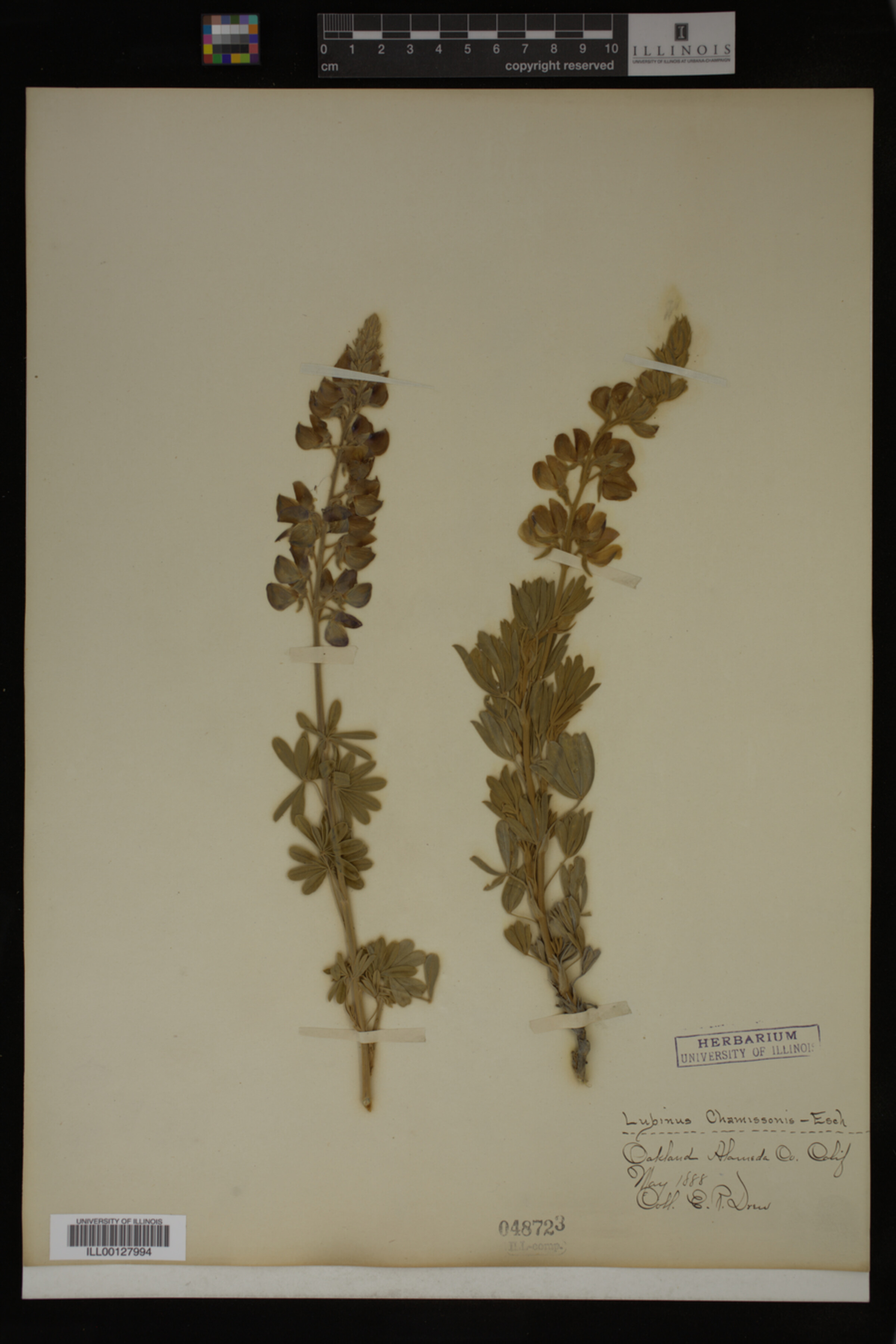 Lupinus chamissonis image