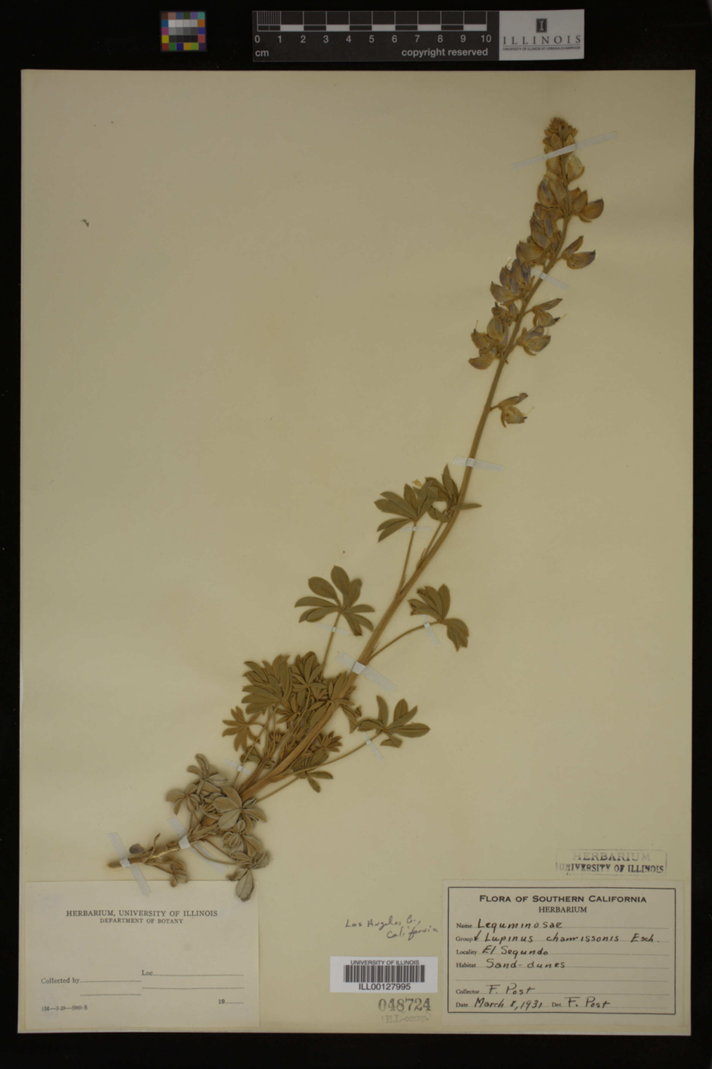 Lupinus chamissonis image