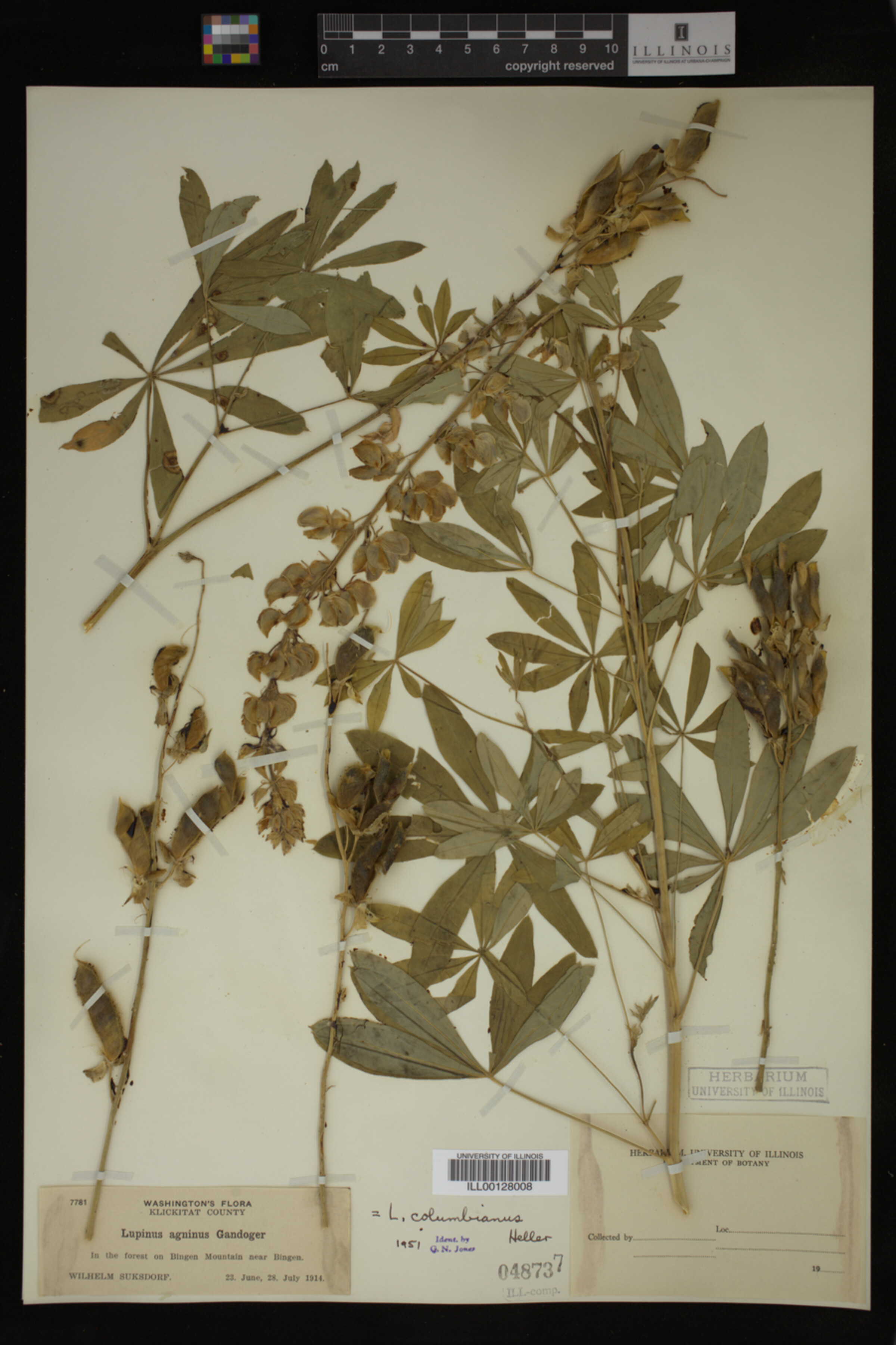 Lupinus columbianus image