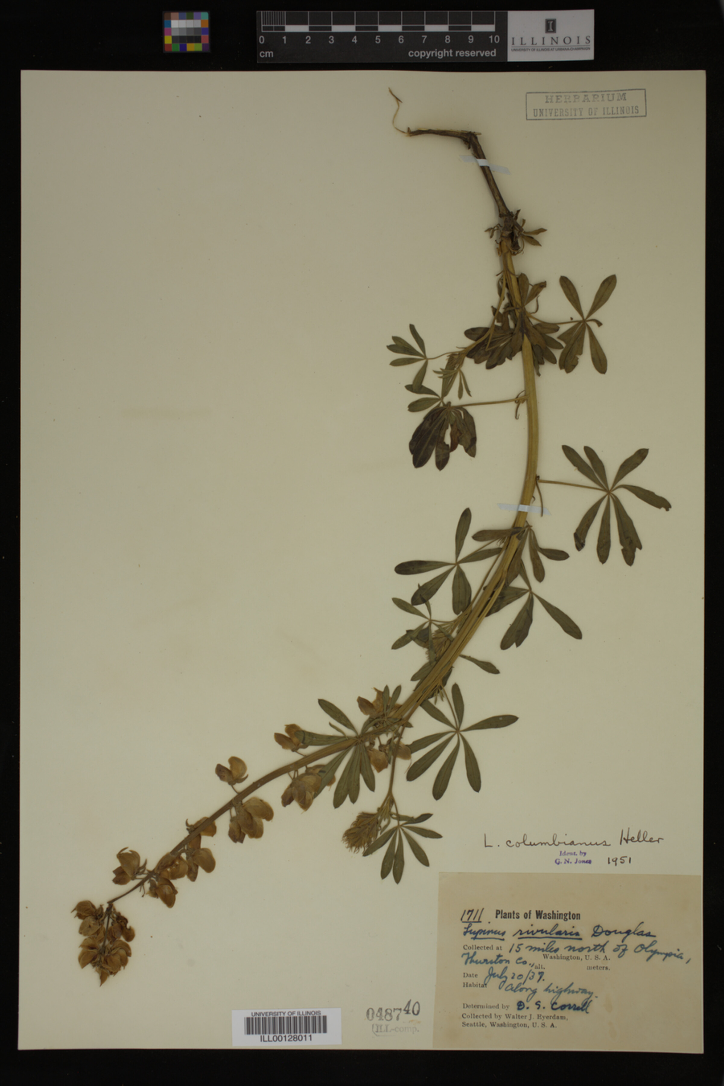 Lupinus columbianus image