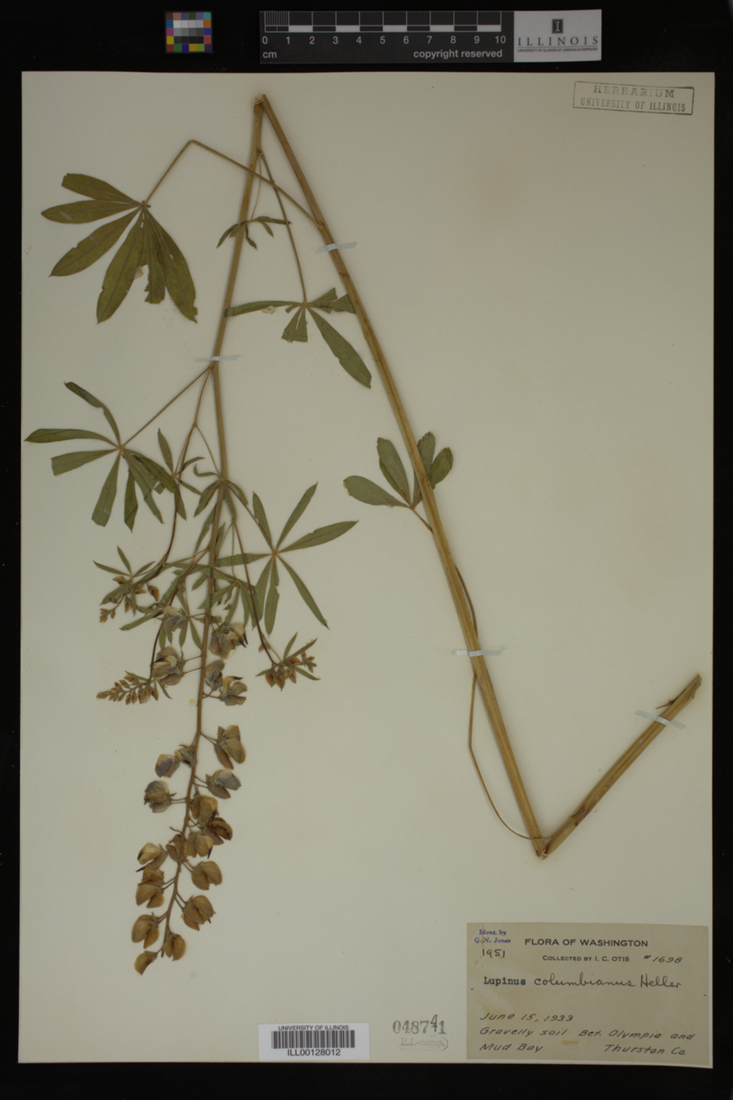 Lupinus columbianus image