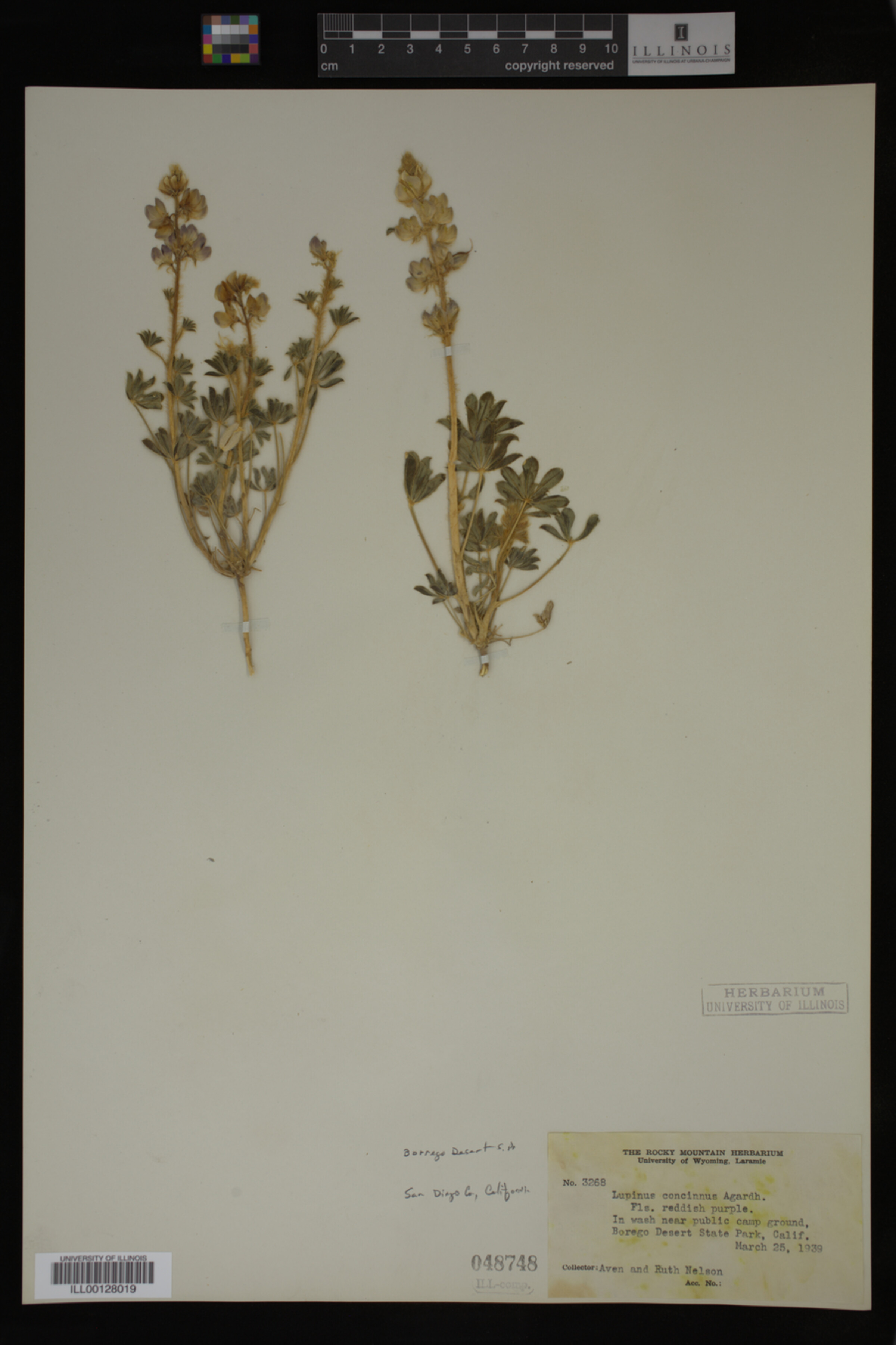 Lupinus concinnus image