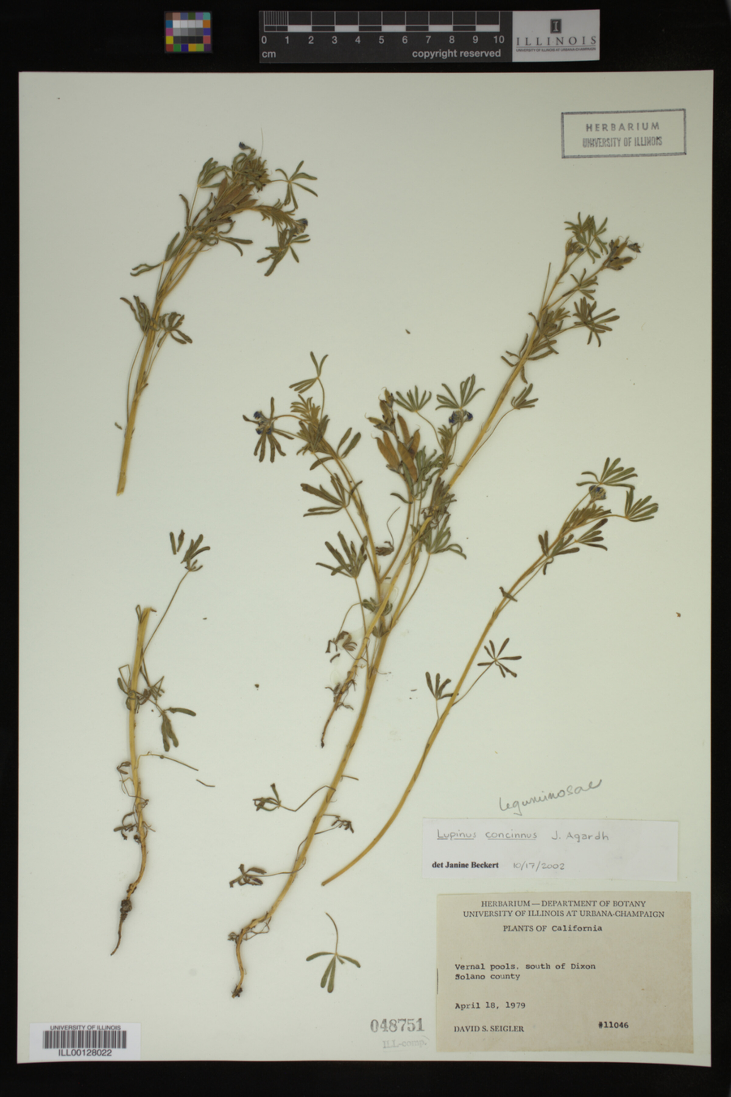 Lupinus concinnus image