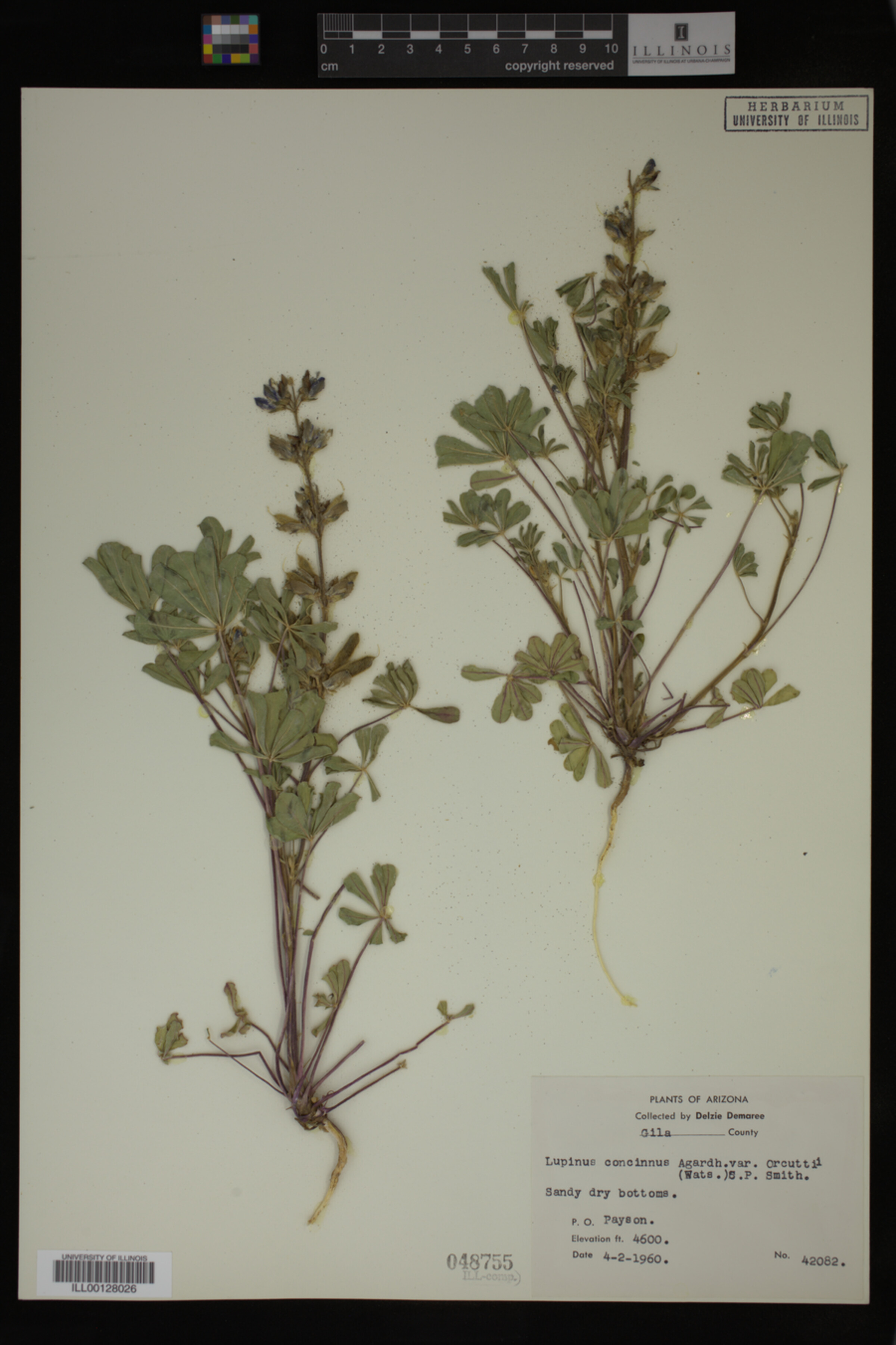 Lupinus concinnus ssp. orcuttii image