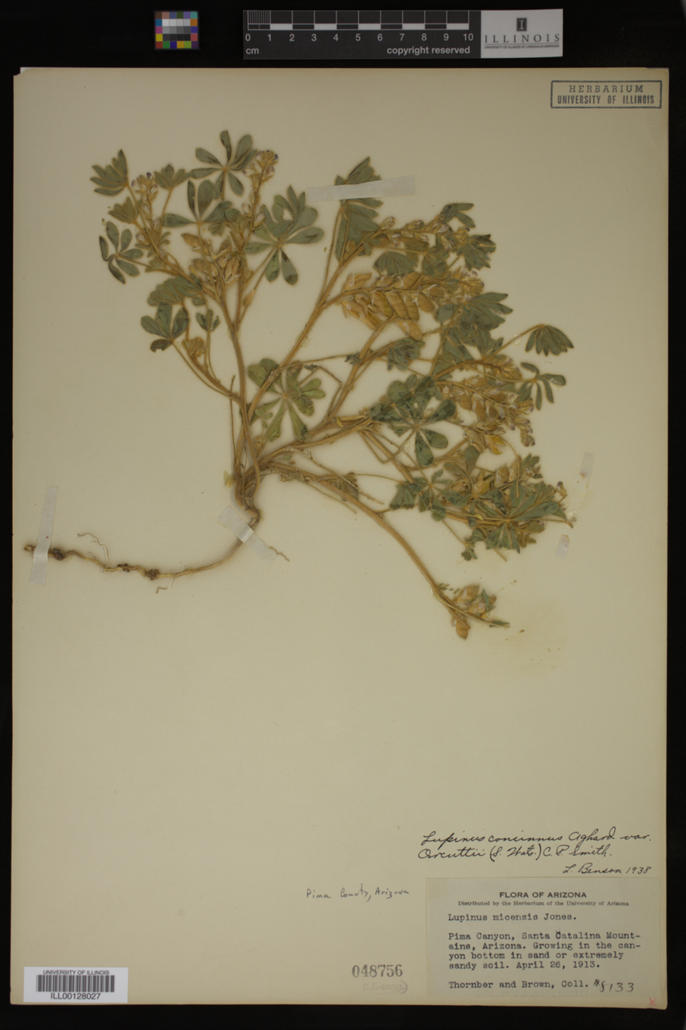 Lupinus concinnus ssp. orcuttii image