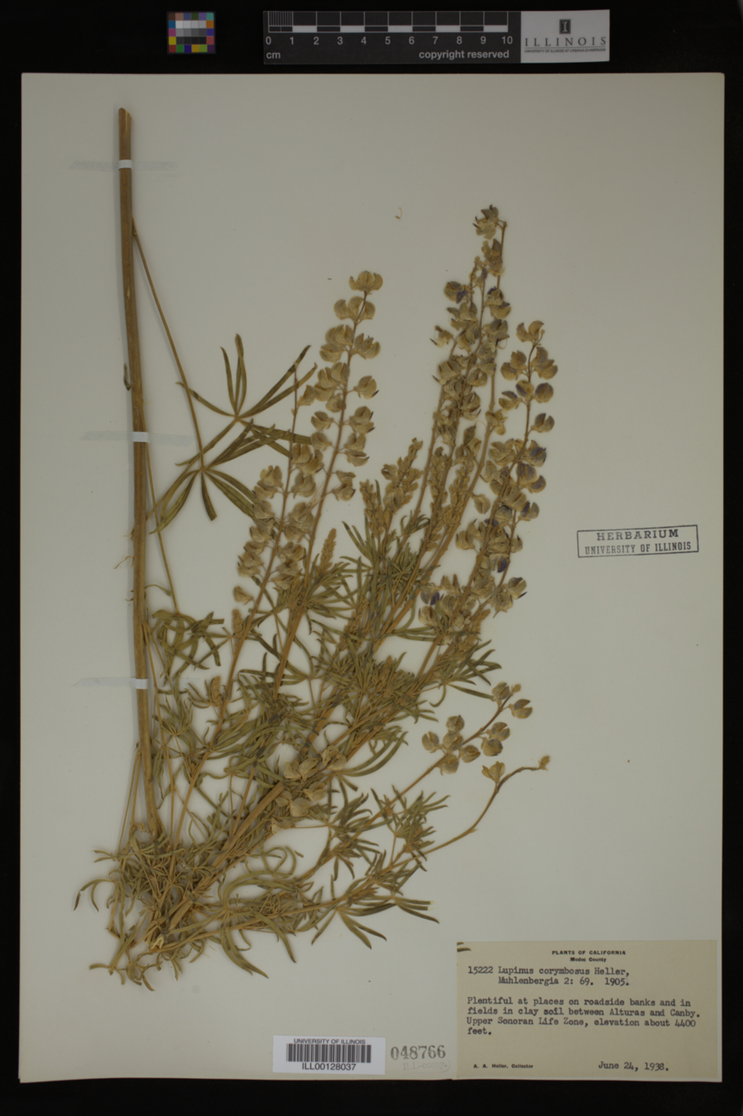Lupinus corymbosus image
