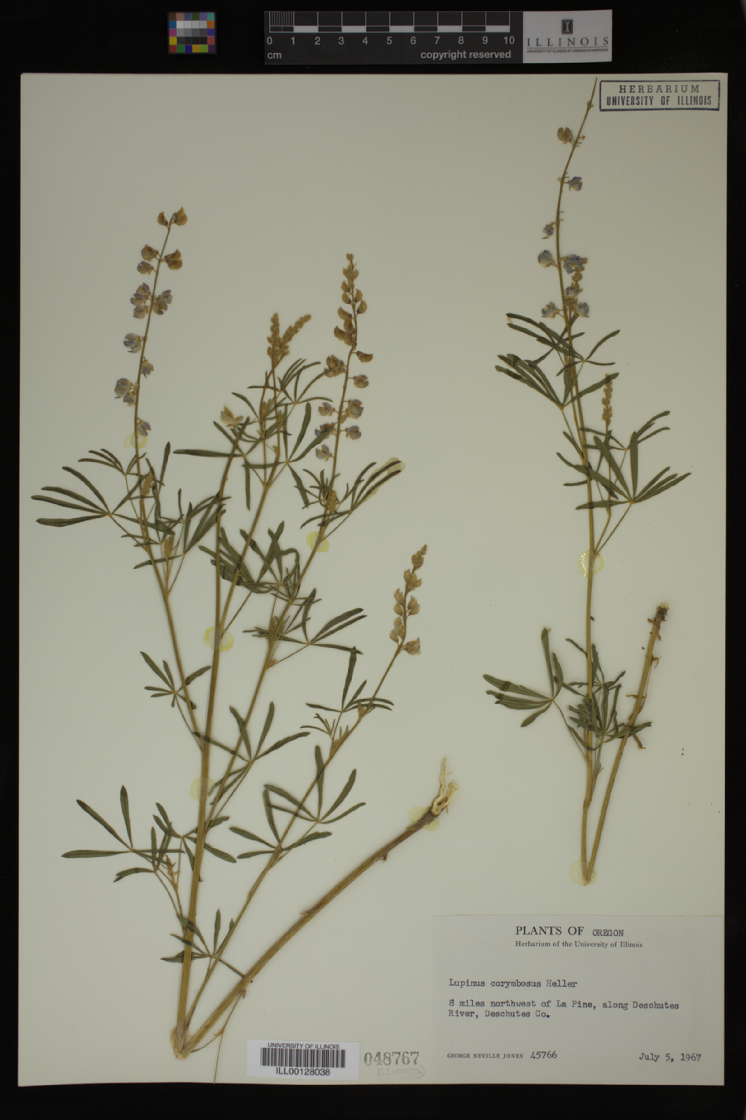 Lupinus corymbosus image