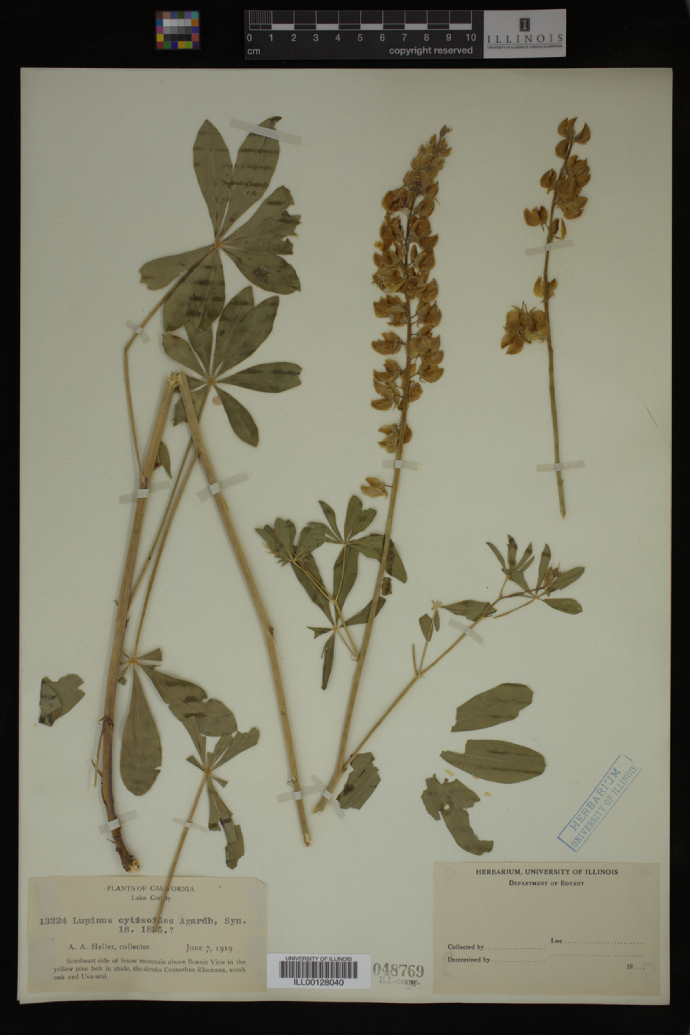 Lupinus cytisoides image