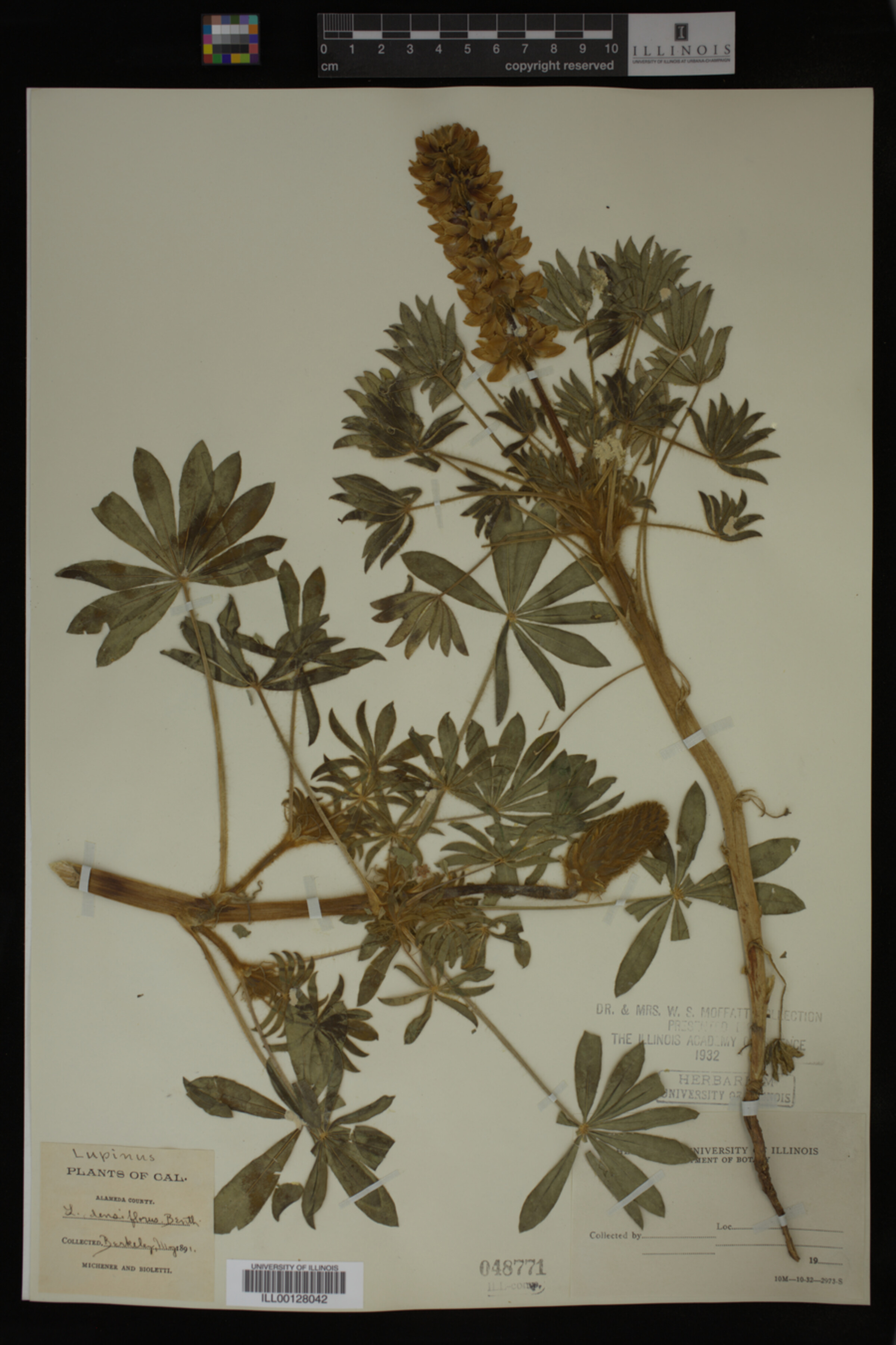 Lupinus densiflorus image