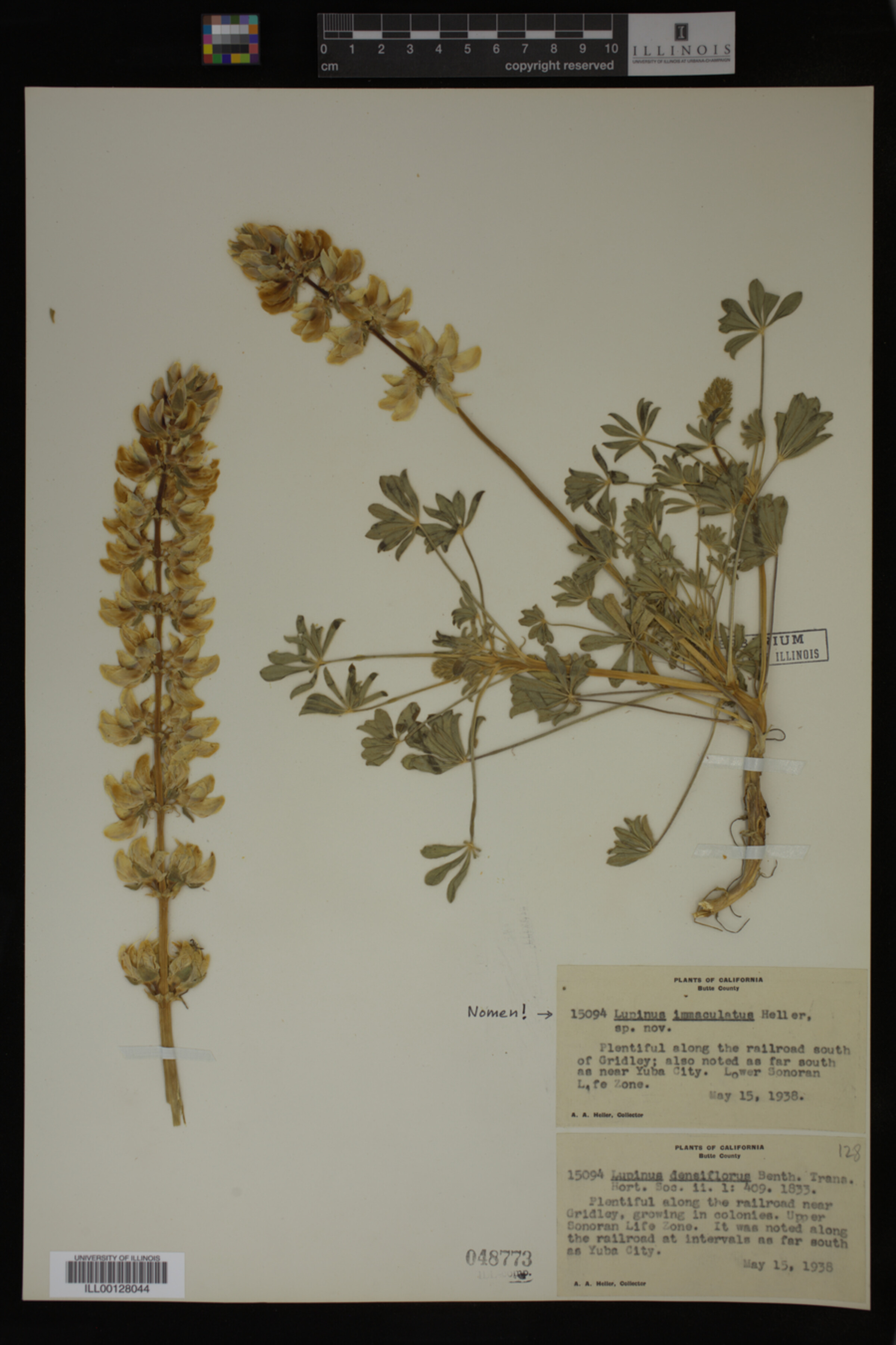 Lupinus densiflorus image