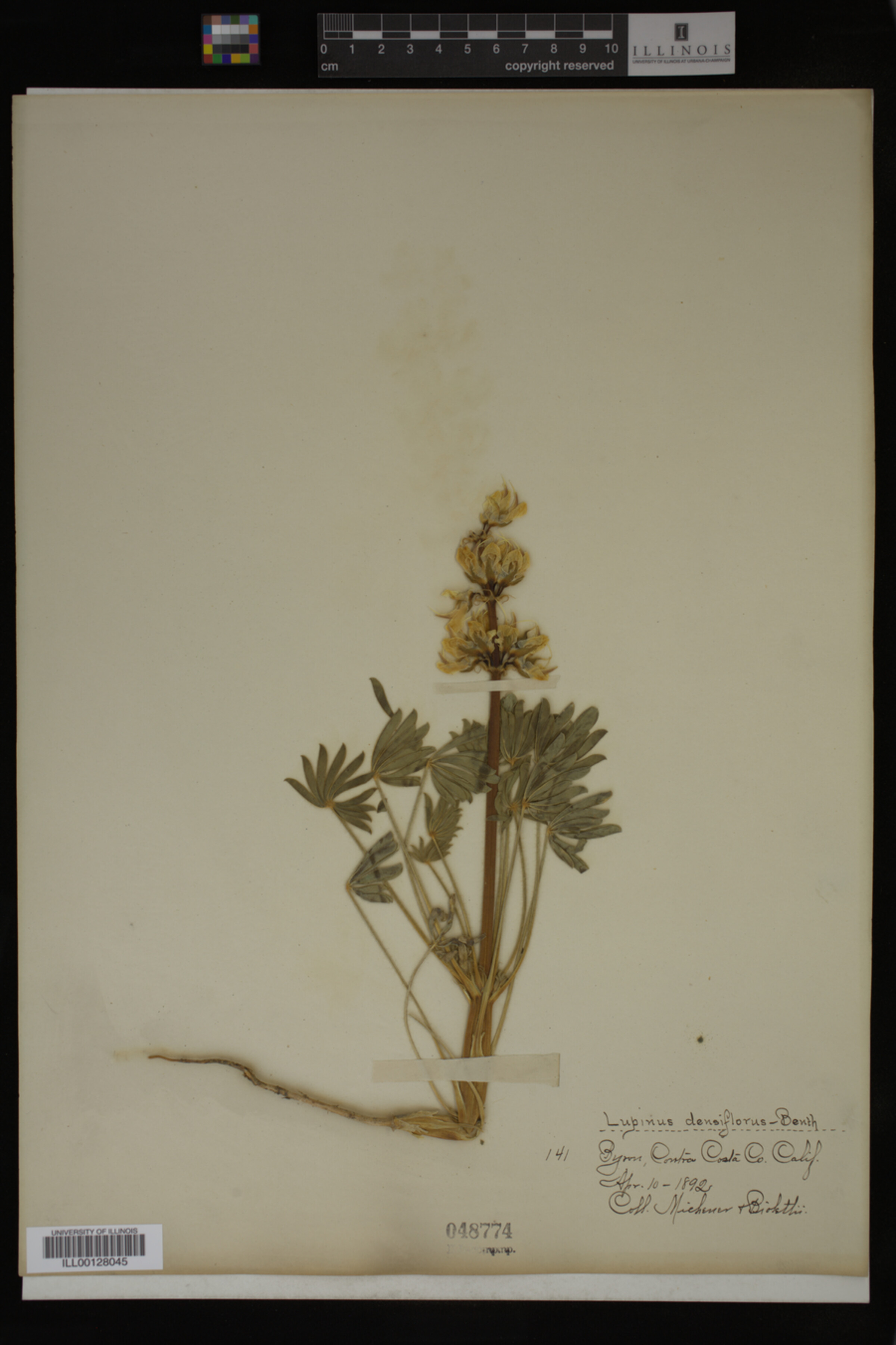 Lupinus densiflorus image