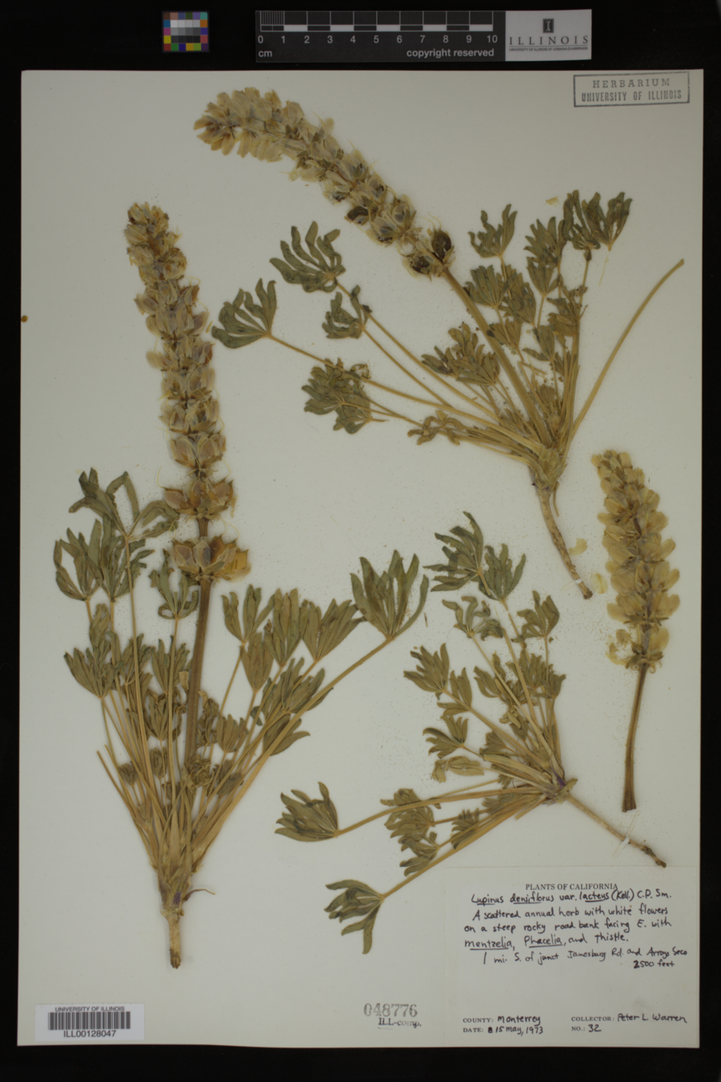 Lupinus densiflorus var. lacteus image