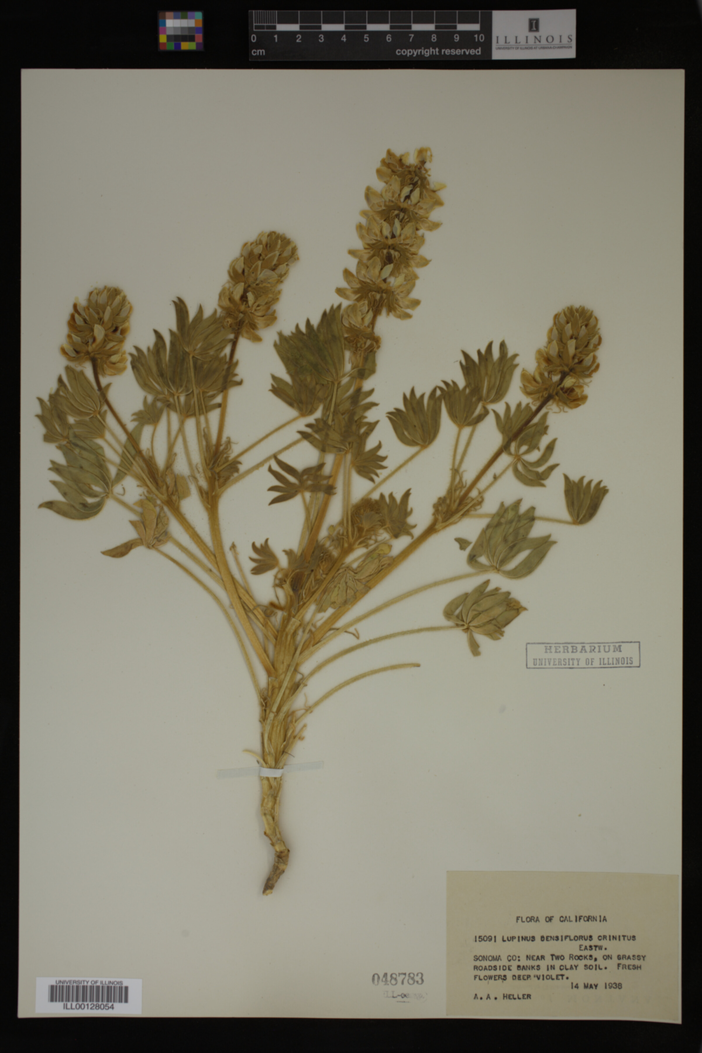Lupinus densiflorus image
