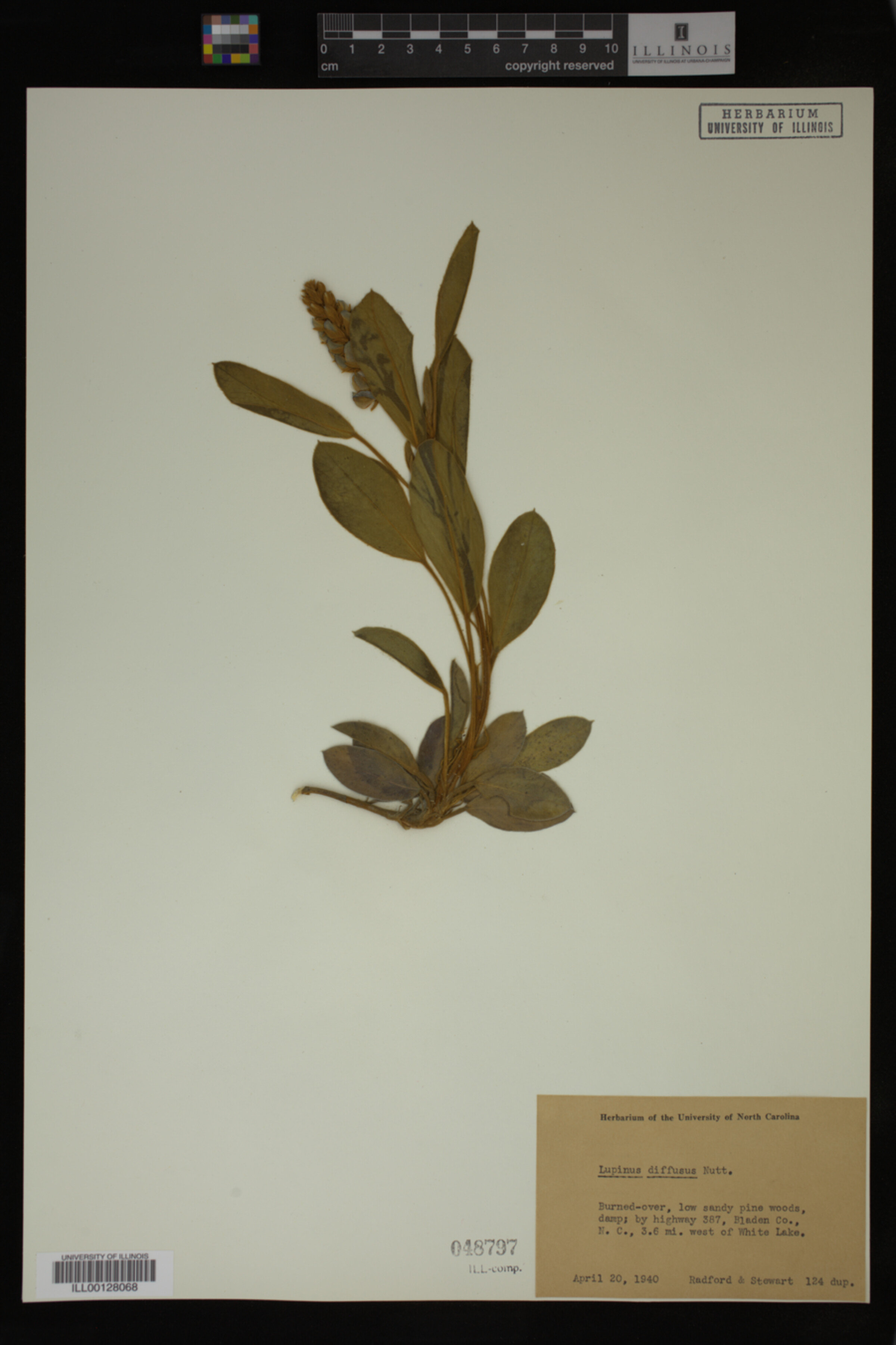 Lupinus diffusus image