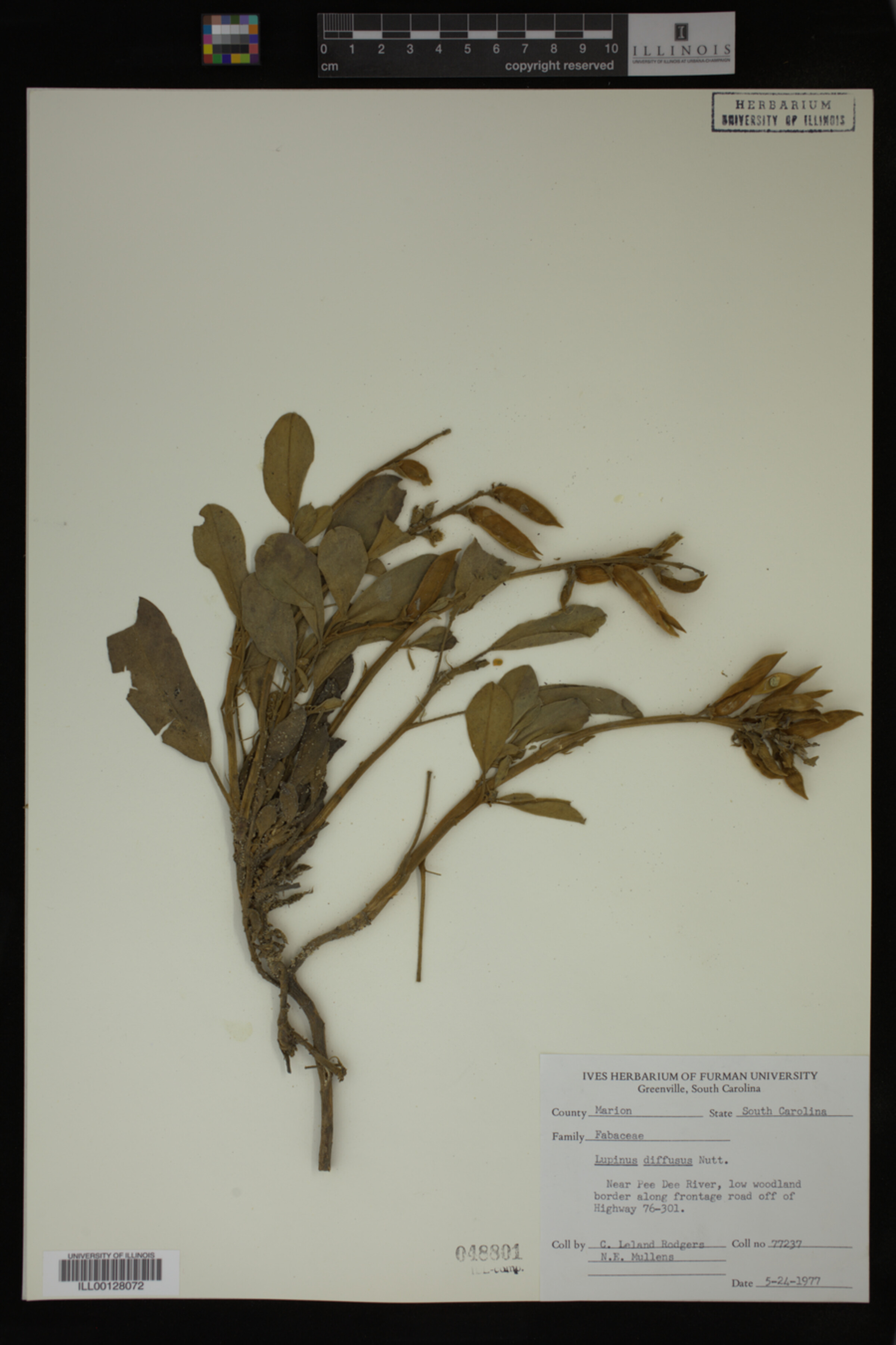 Lupinus diffusus image