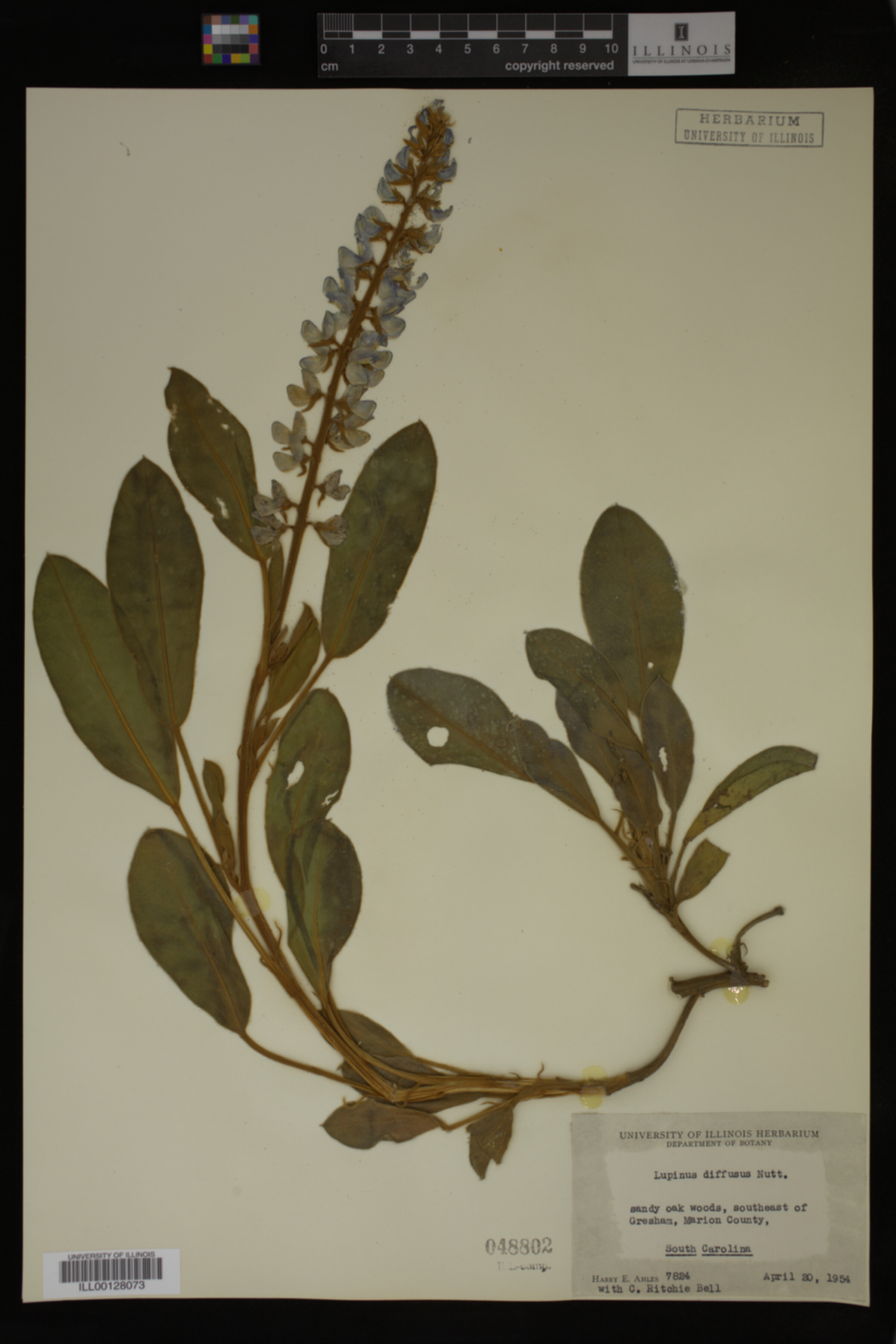 Lupinus diffusus image