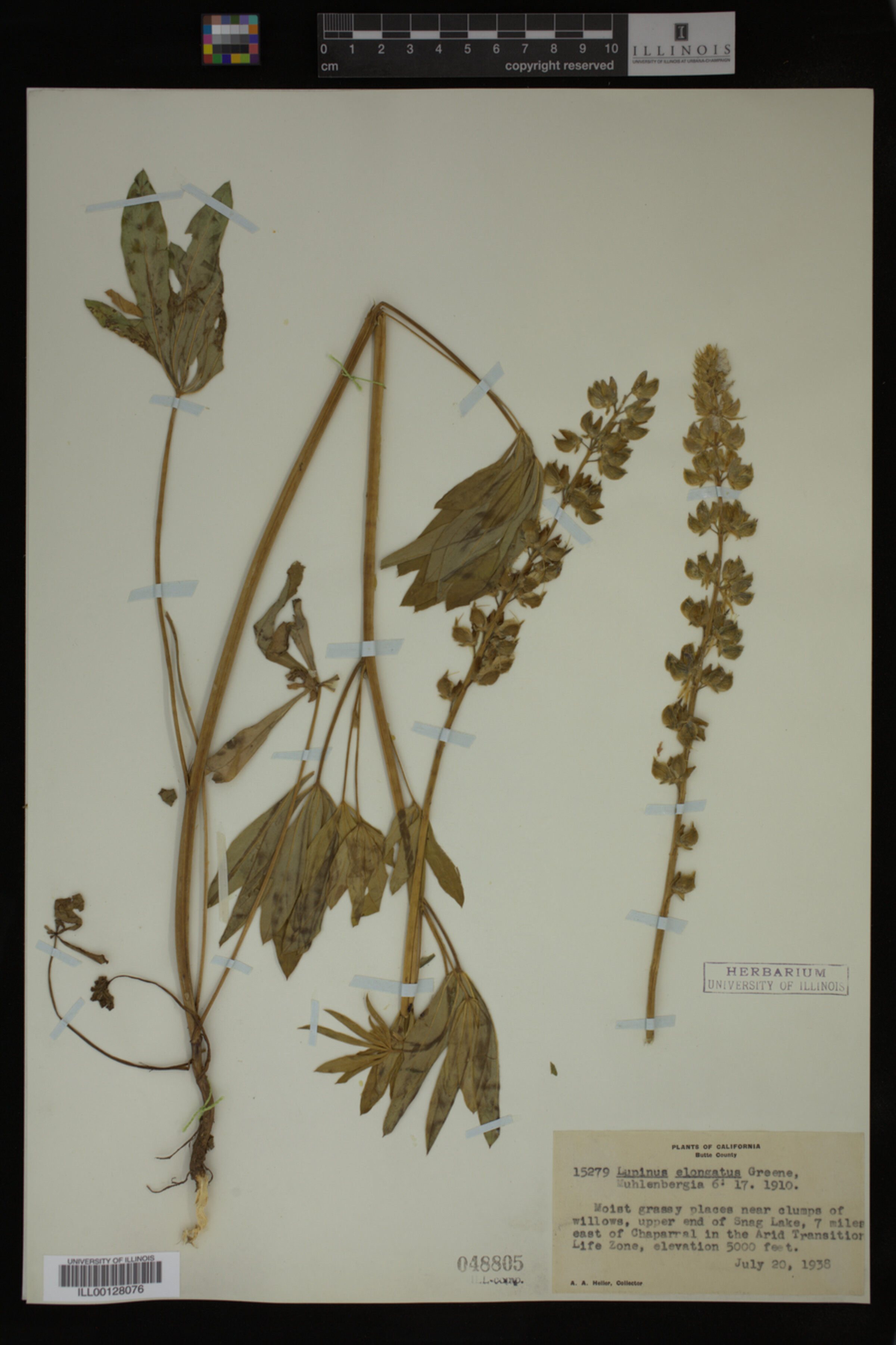 Lupinus elongatus image