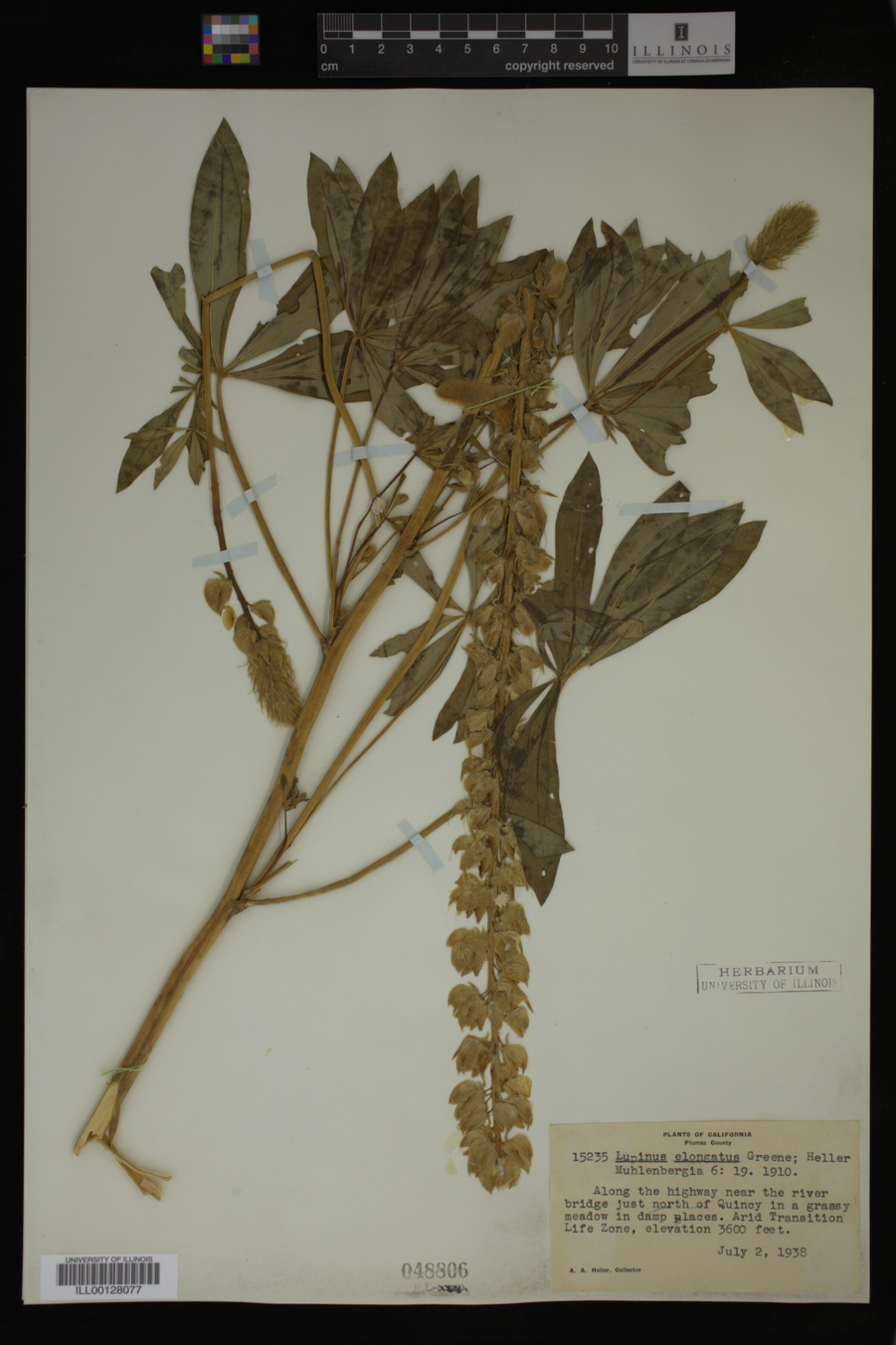 Lupinus elongatus image