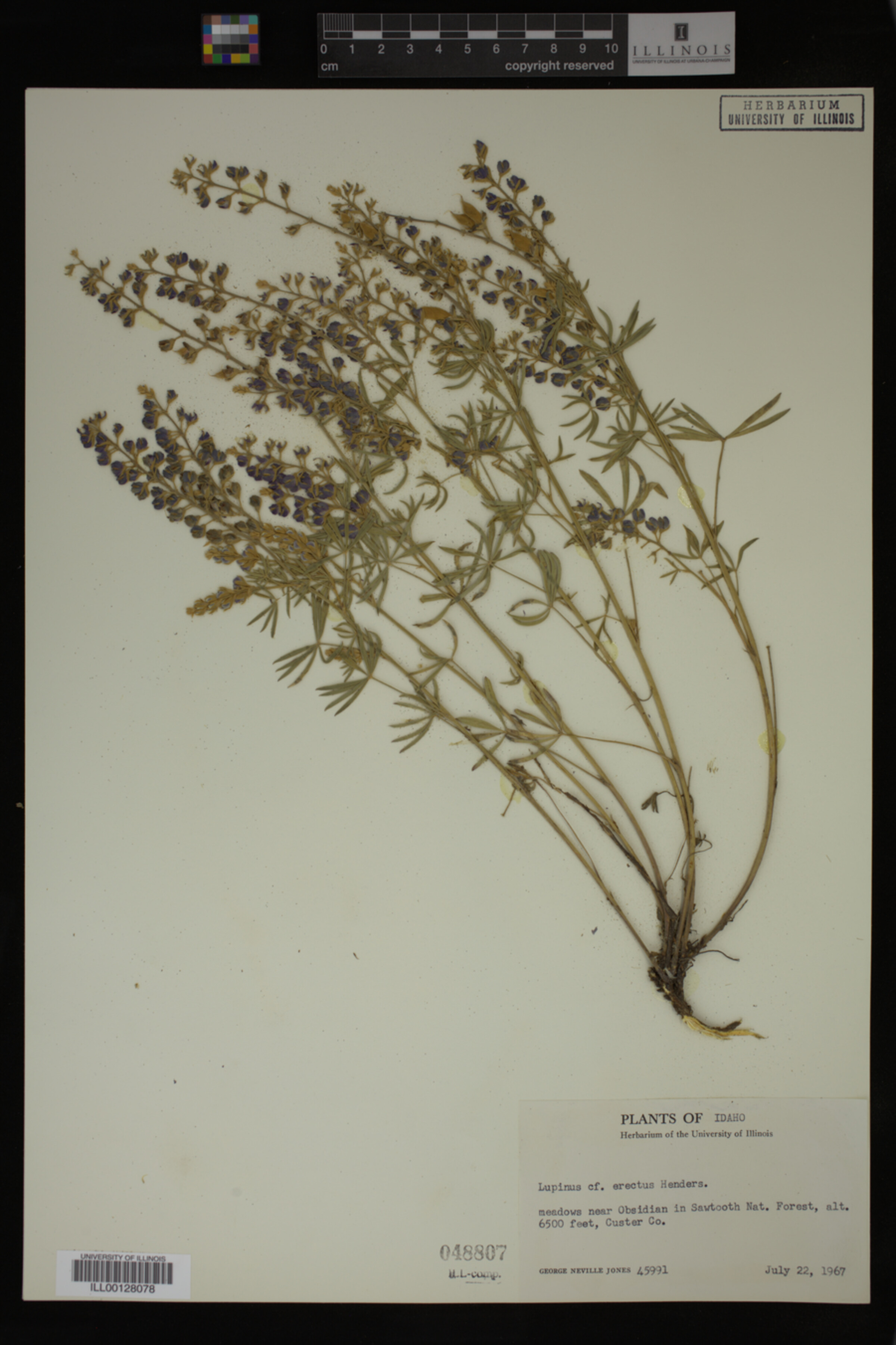 Lupinus erectus image