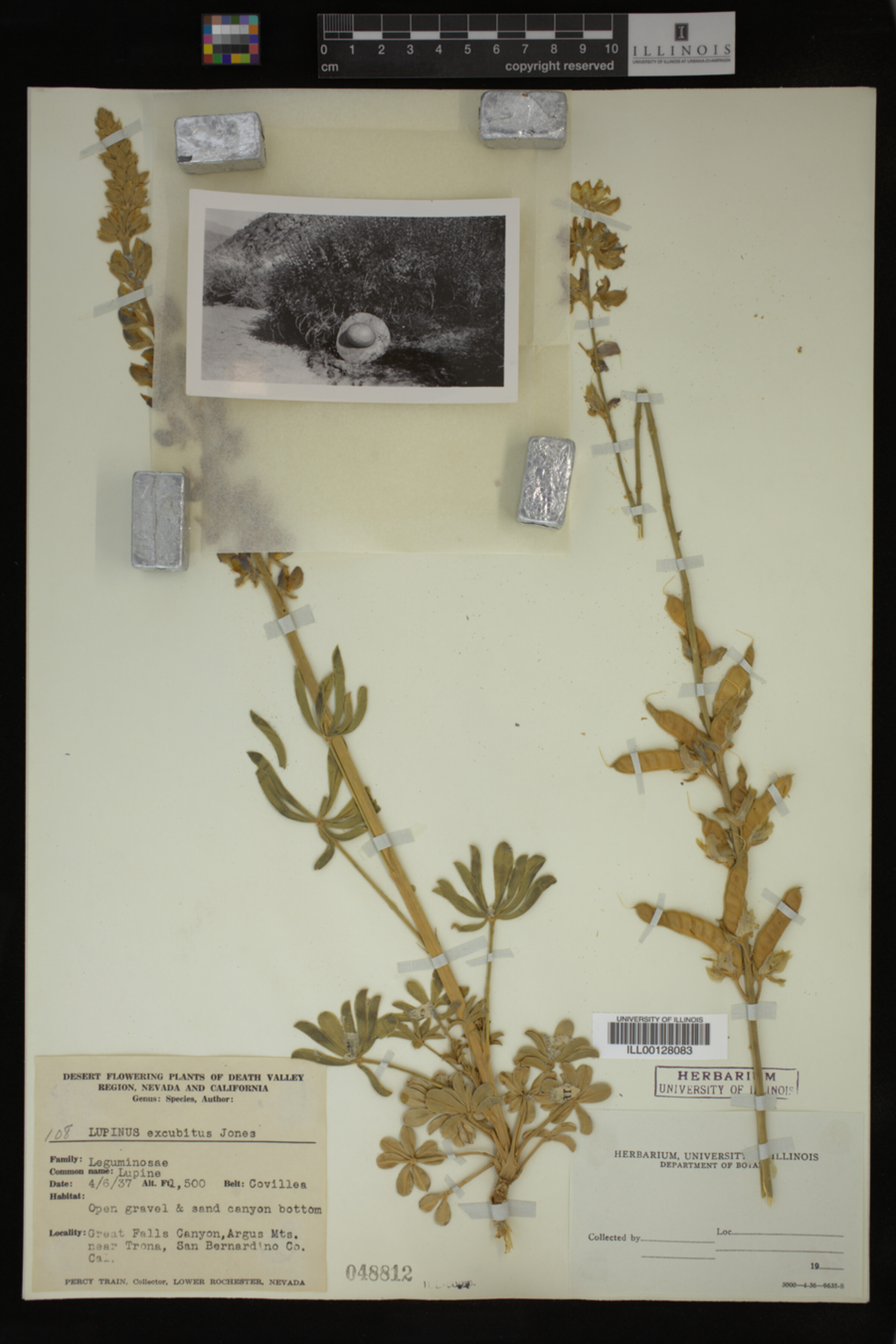 Lupinus excubitus image