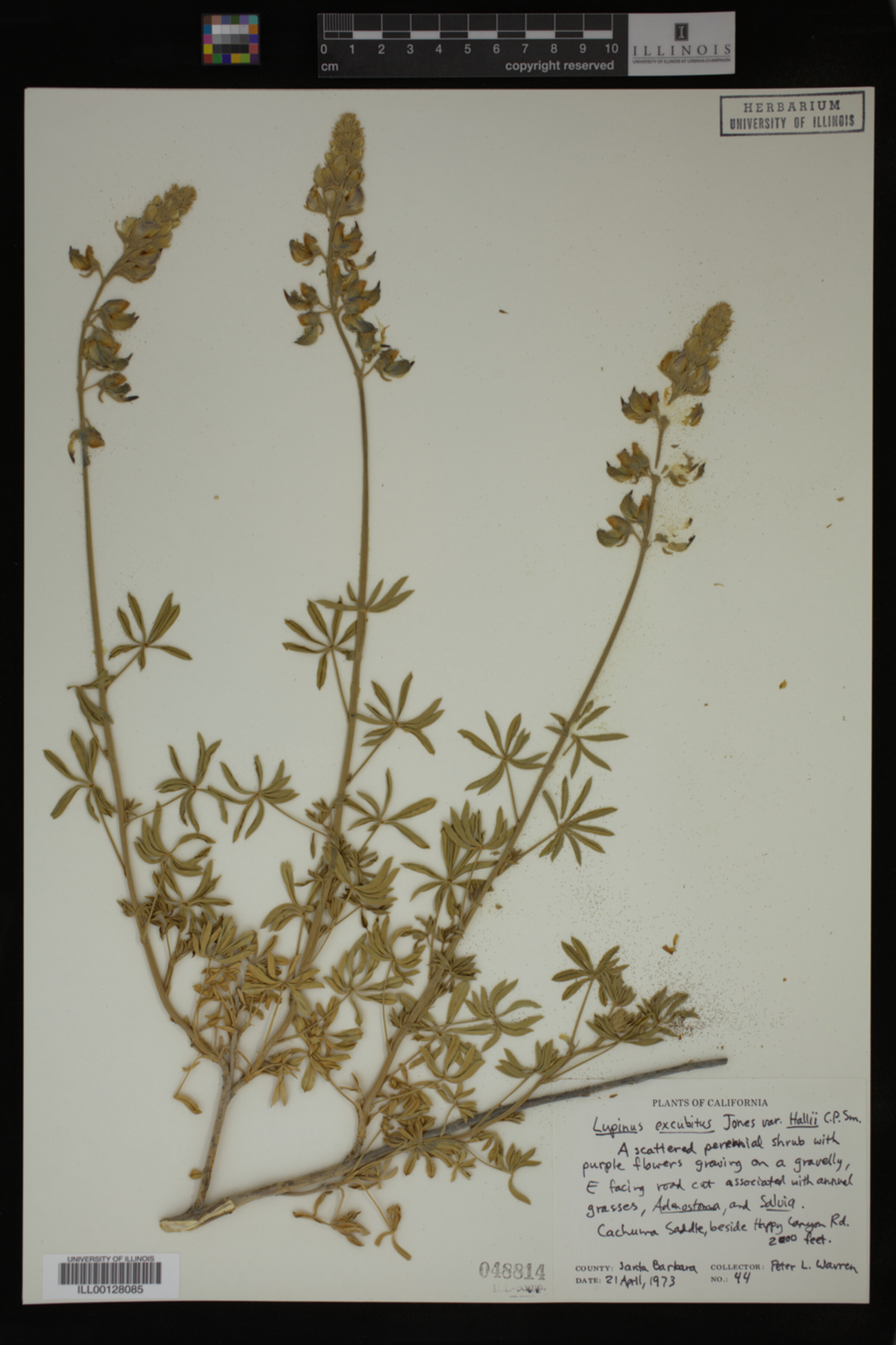 Lupinus excubitus var. hallii image