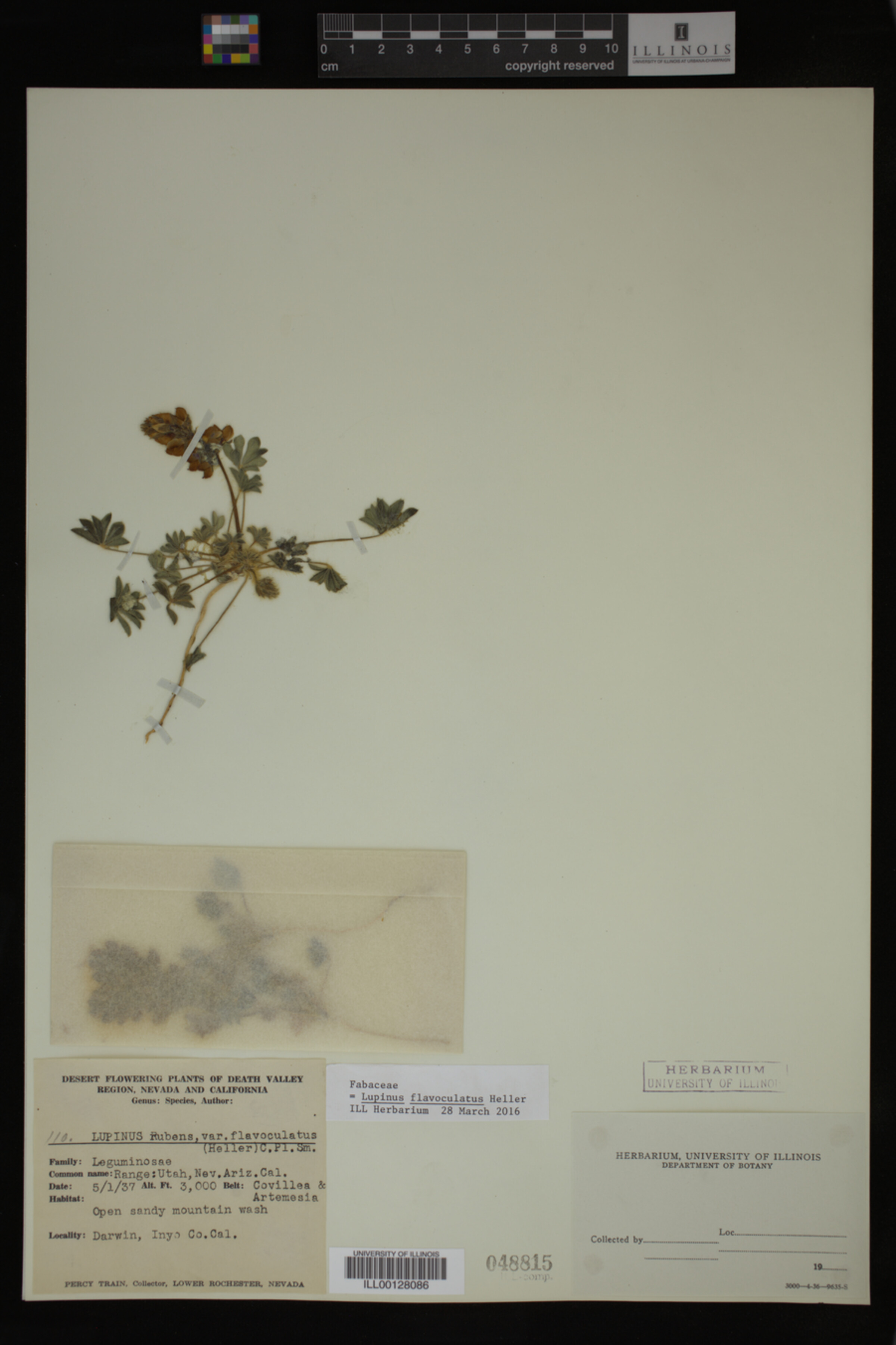 Lupinus flavoculatus image