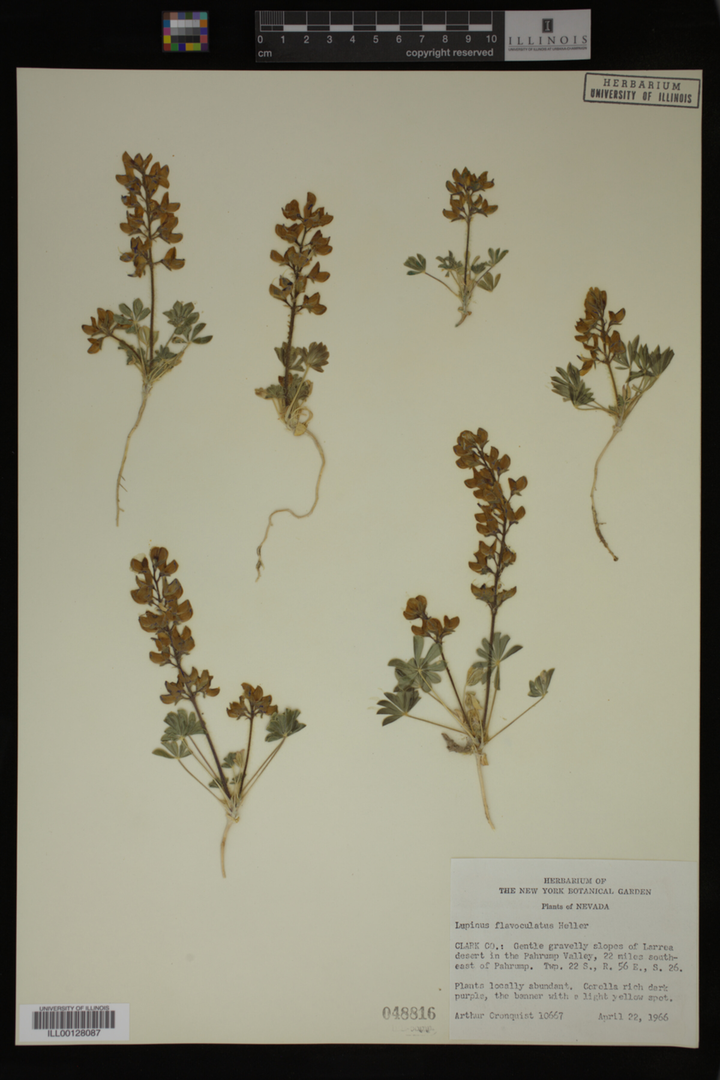 Lupinus flavoculatus image