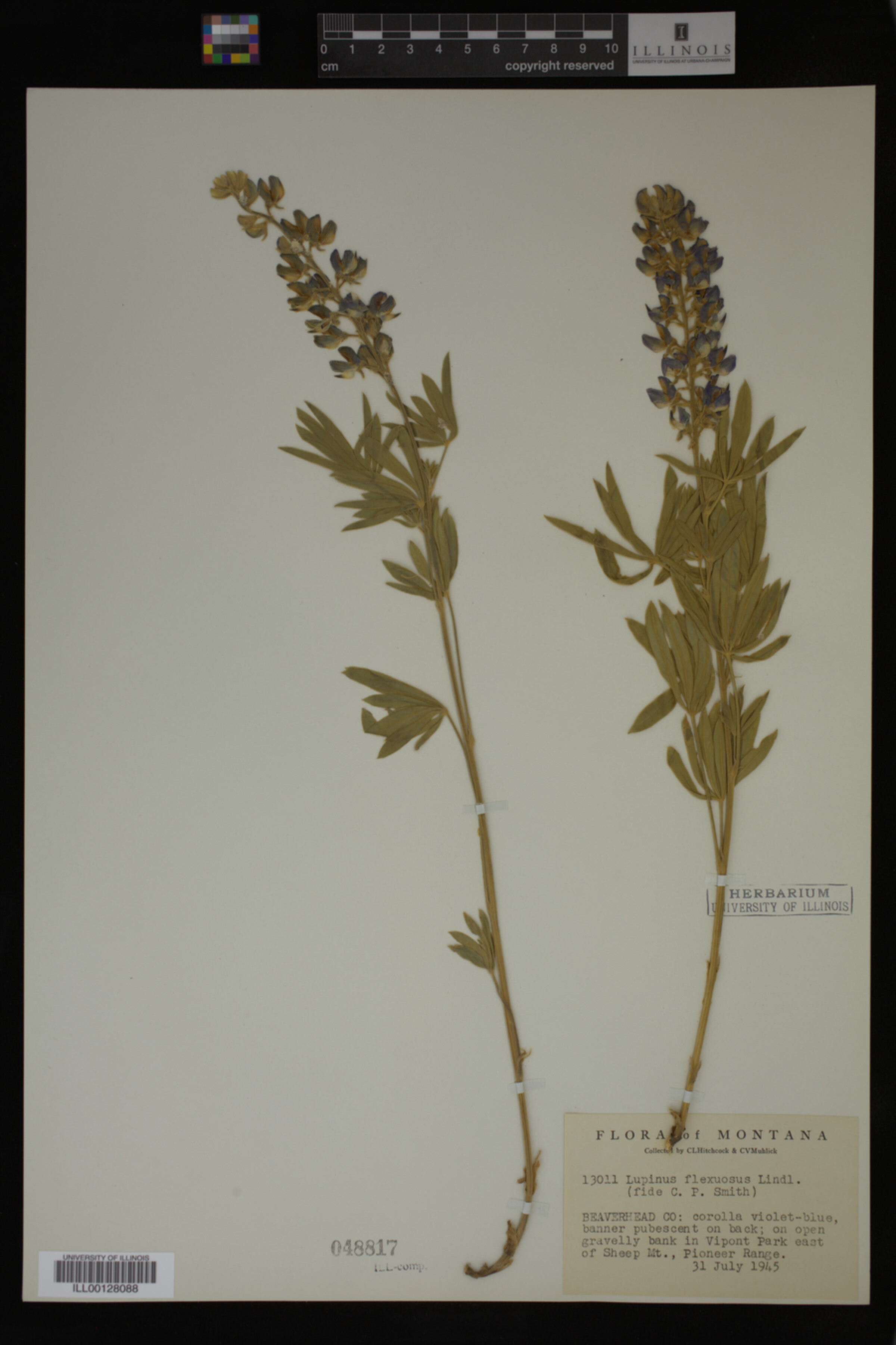 Lupinus flexuosus image